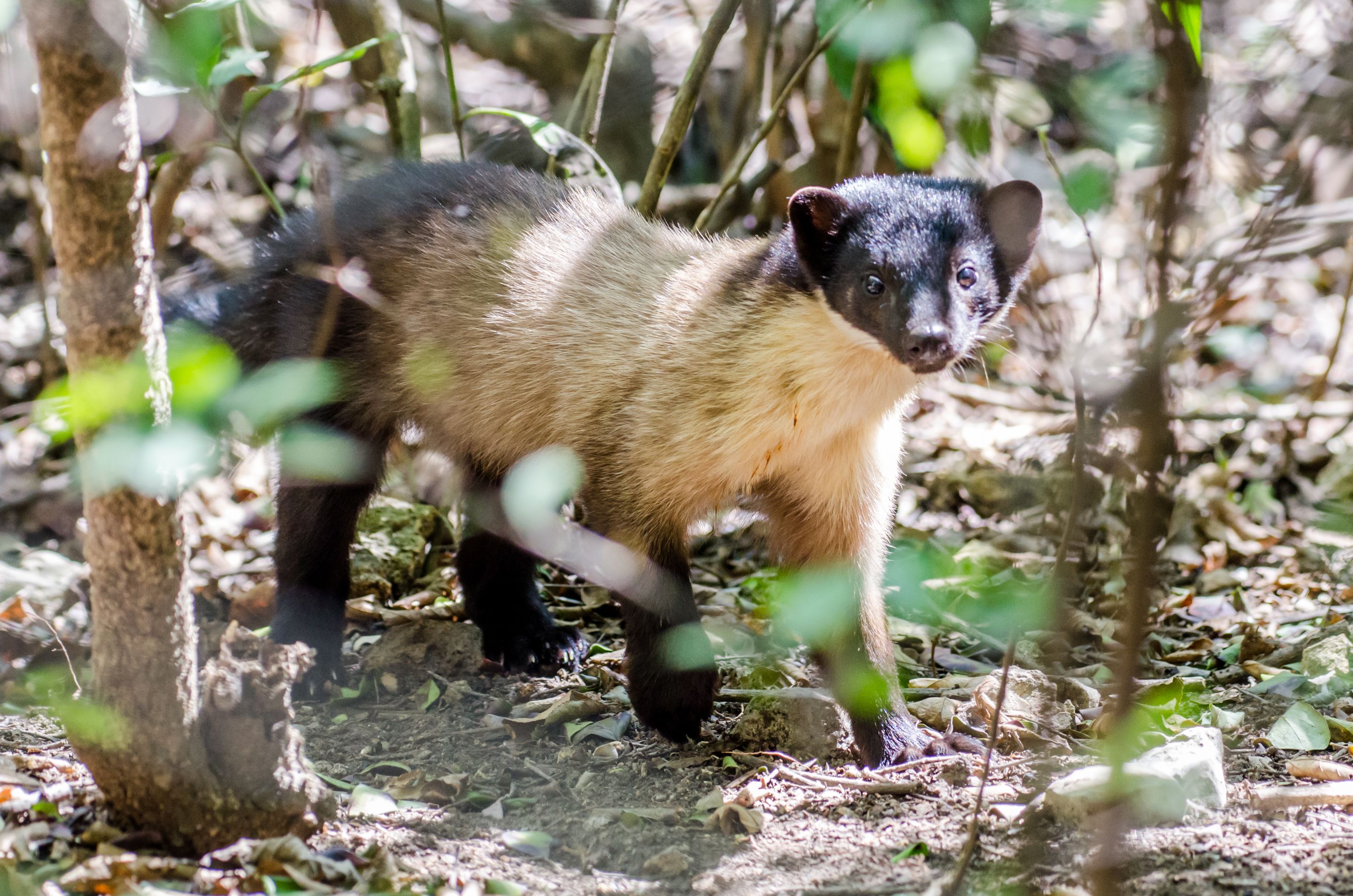 Hive Stock Images - Yellow-throated marten