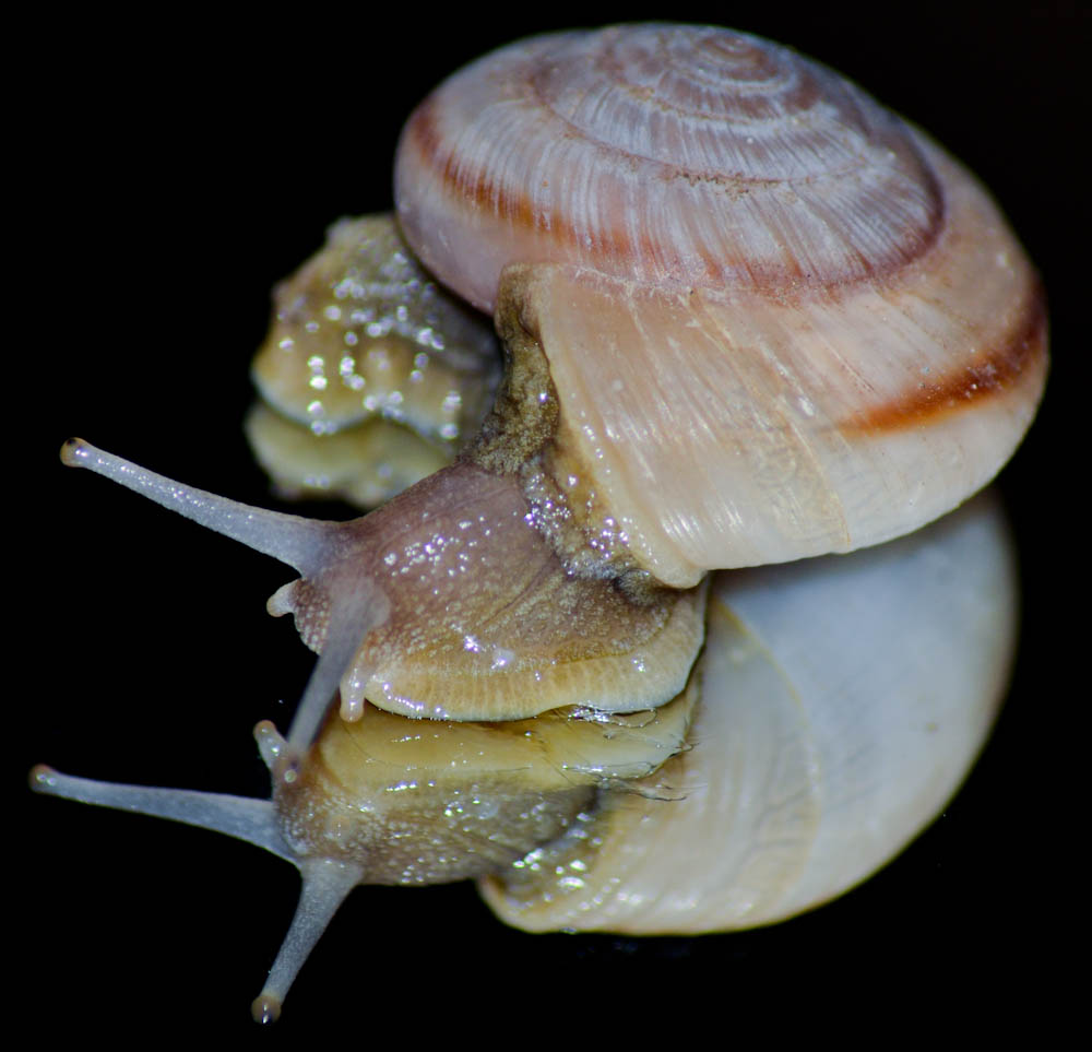 Hive Stock Images - Snail on Mirror