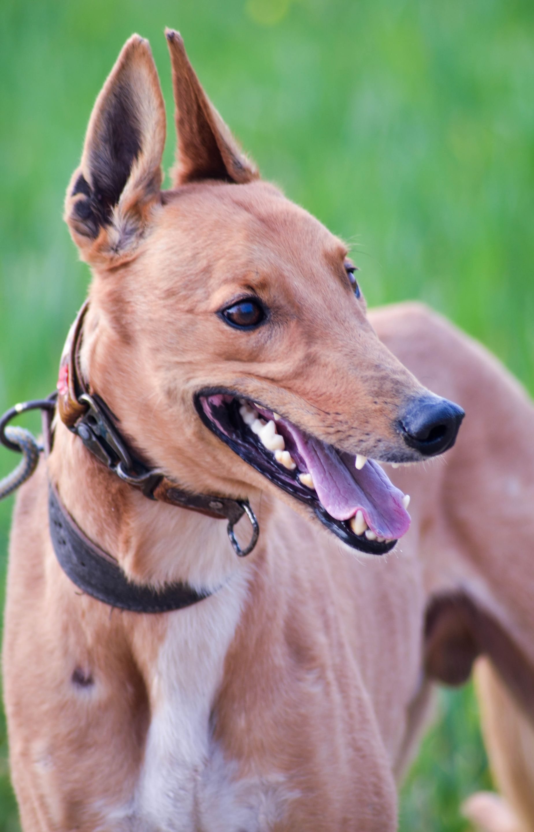 Hive Stock Images - Hunting Dog