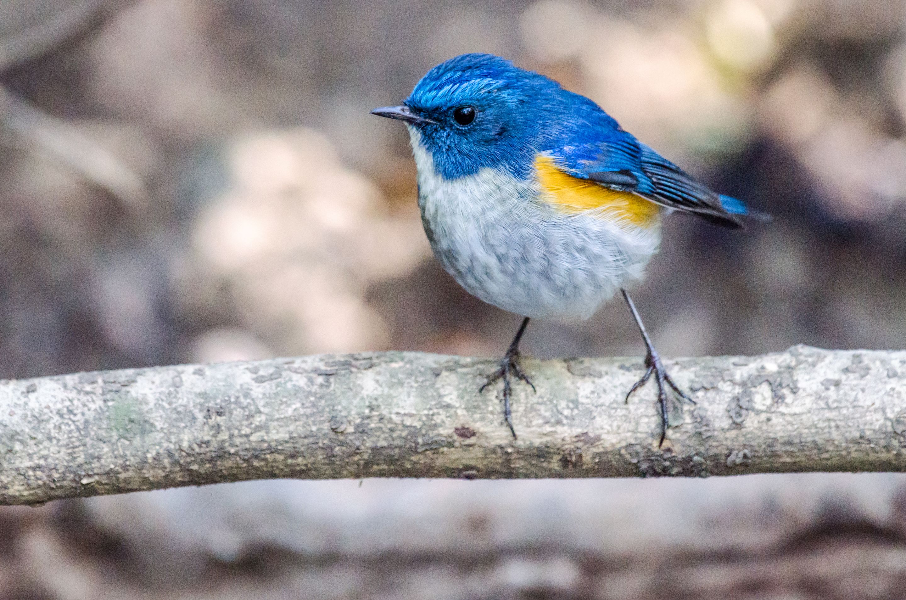 Hive Stock Images - Himalayan Bluetail