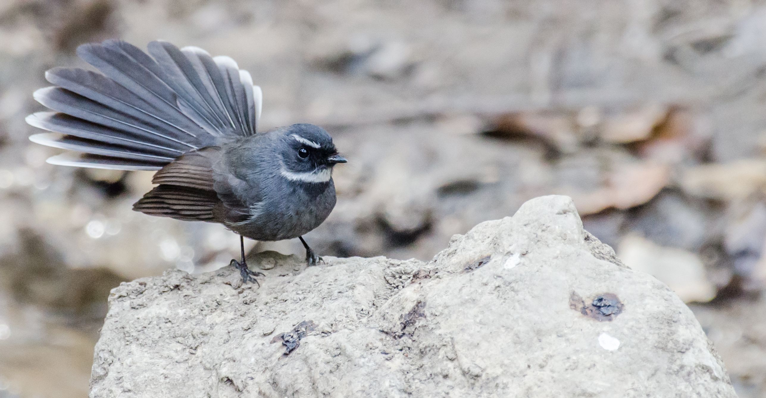 Hive Stock Images - White-throated Fantail