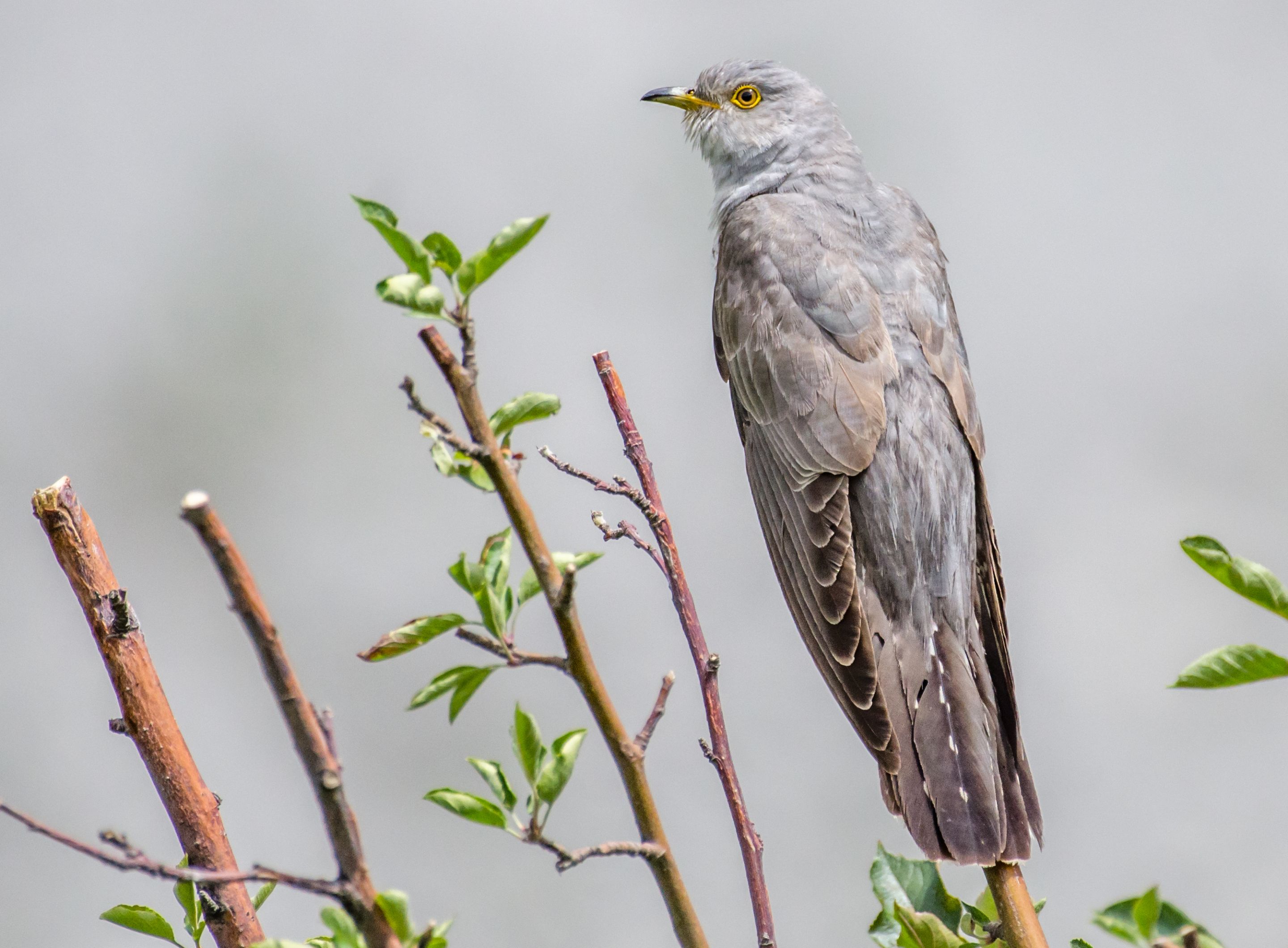 Hive Stock Images - Cuckoos