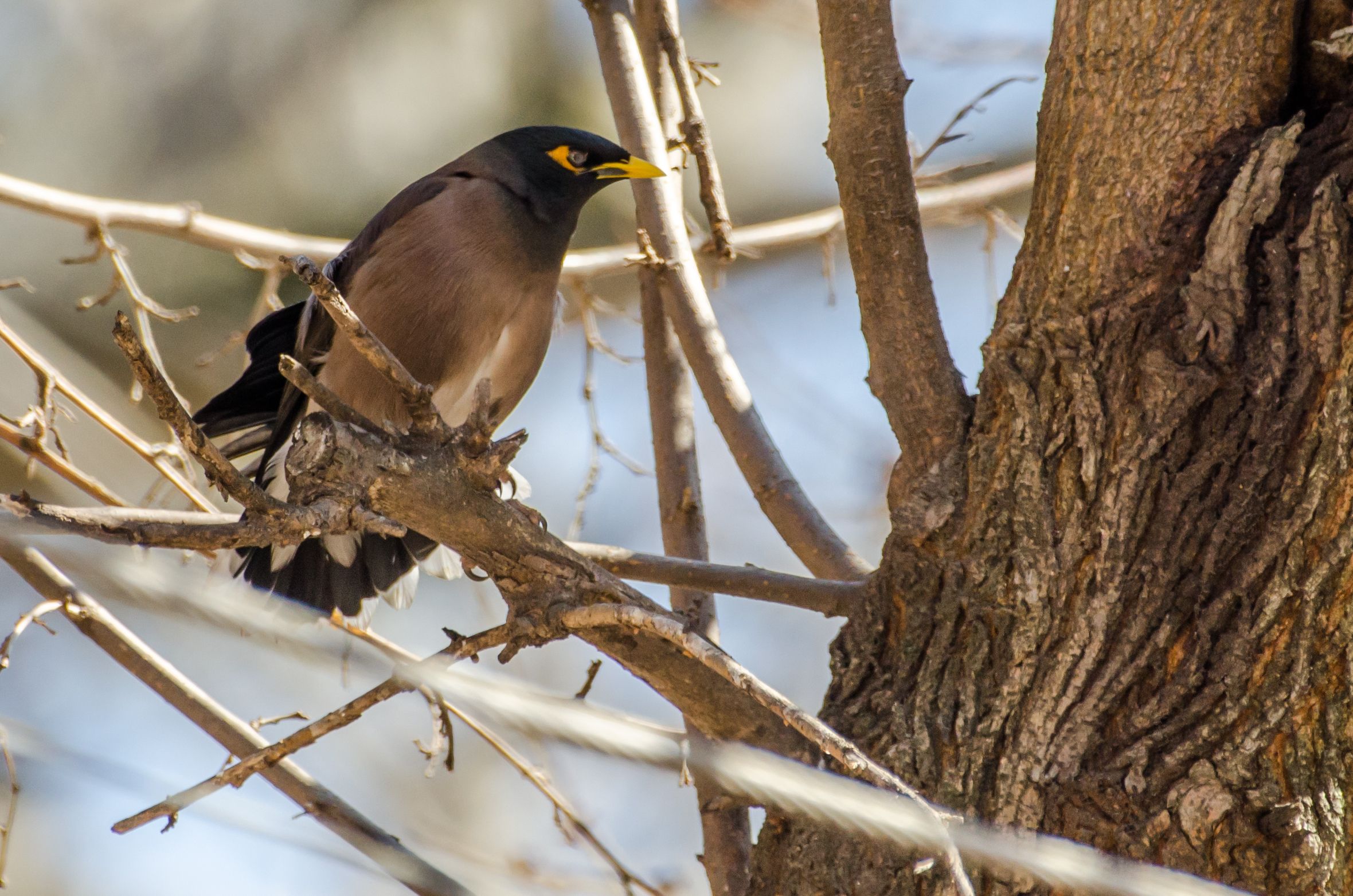 Hive Stock Images - Common Myna