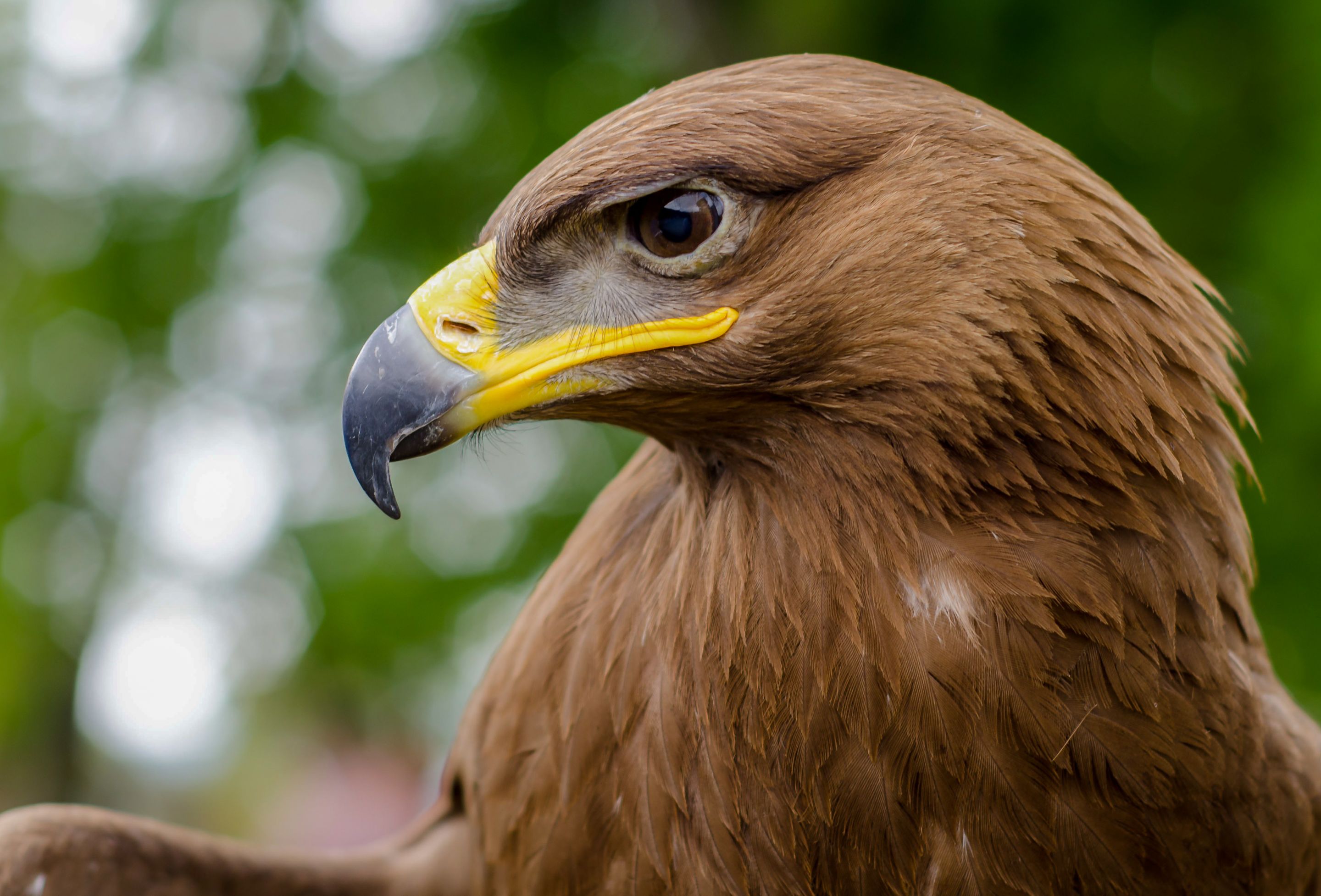Hive Stock Images - Raptors