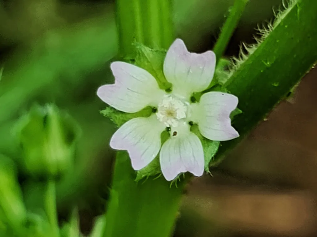 Small Flowered Mallow flower.