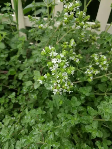 Marjoram in flower