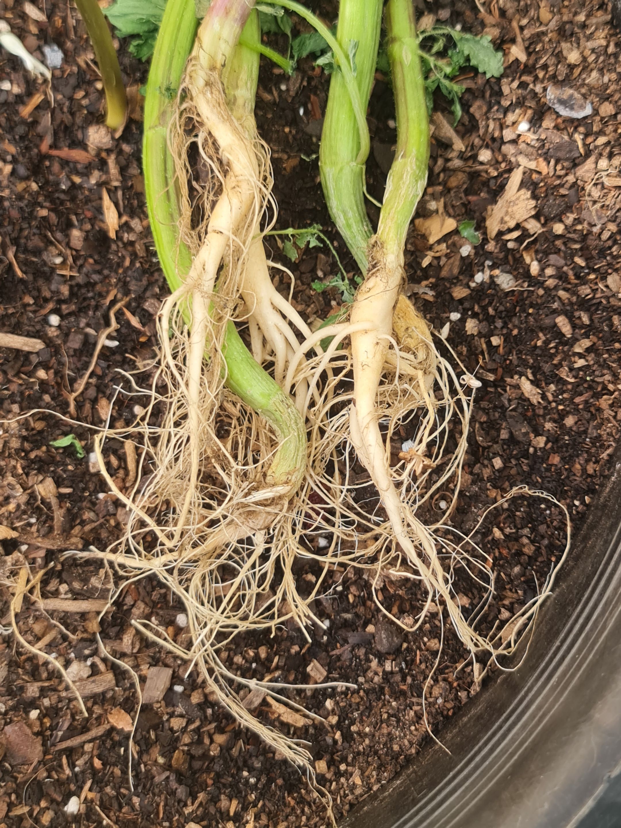 Don't forget the roots!