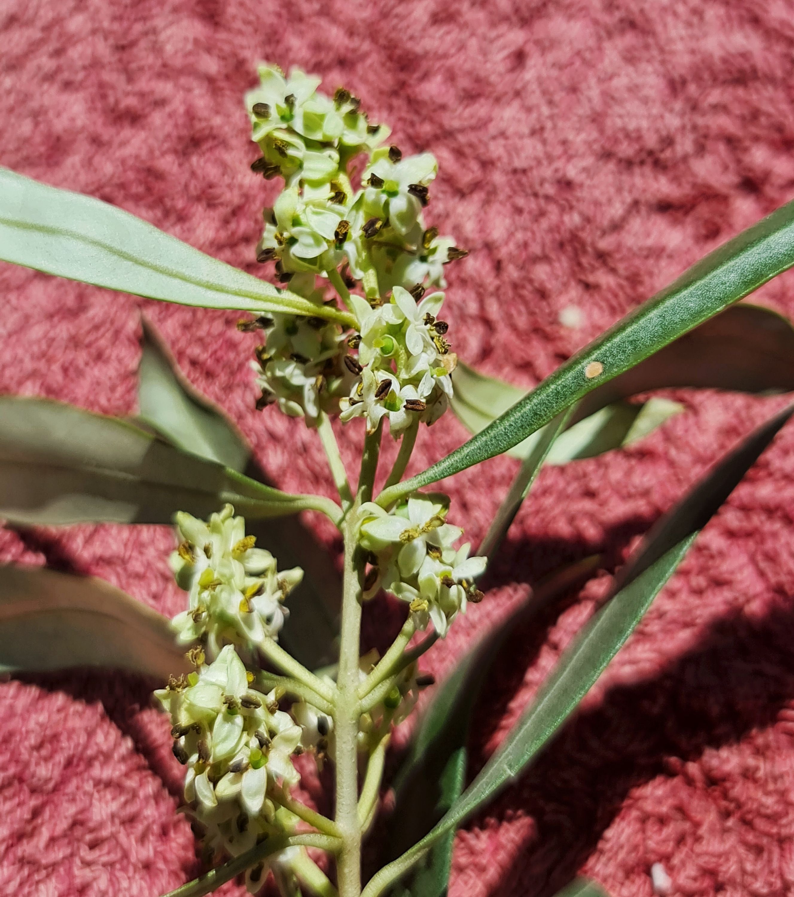 Take a small twig with lots of flowers.