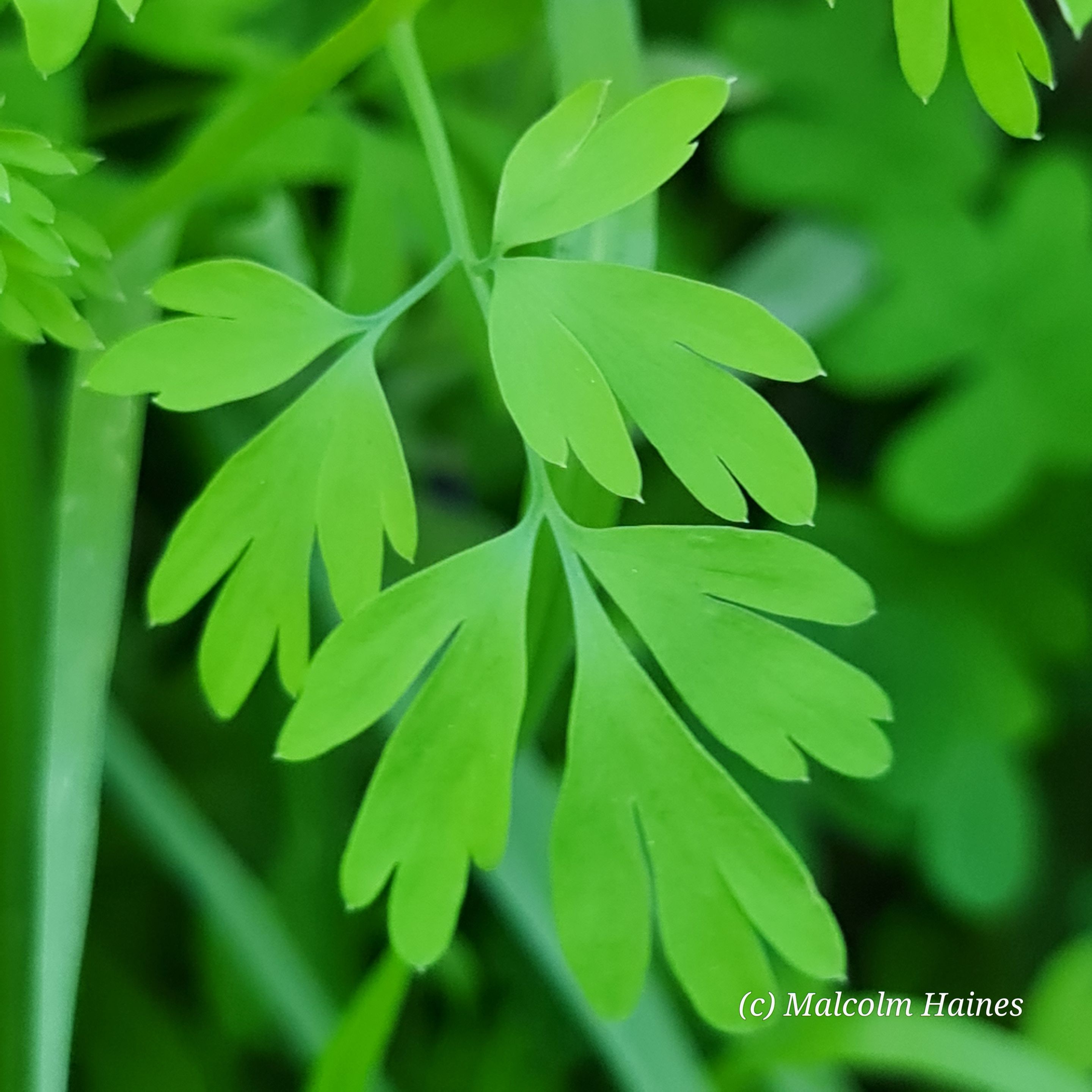 Very soft, green leaves.