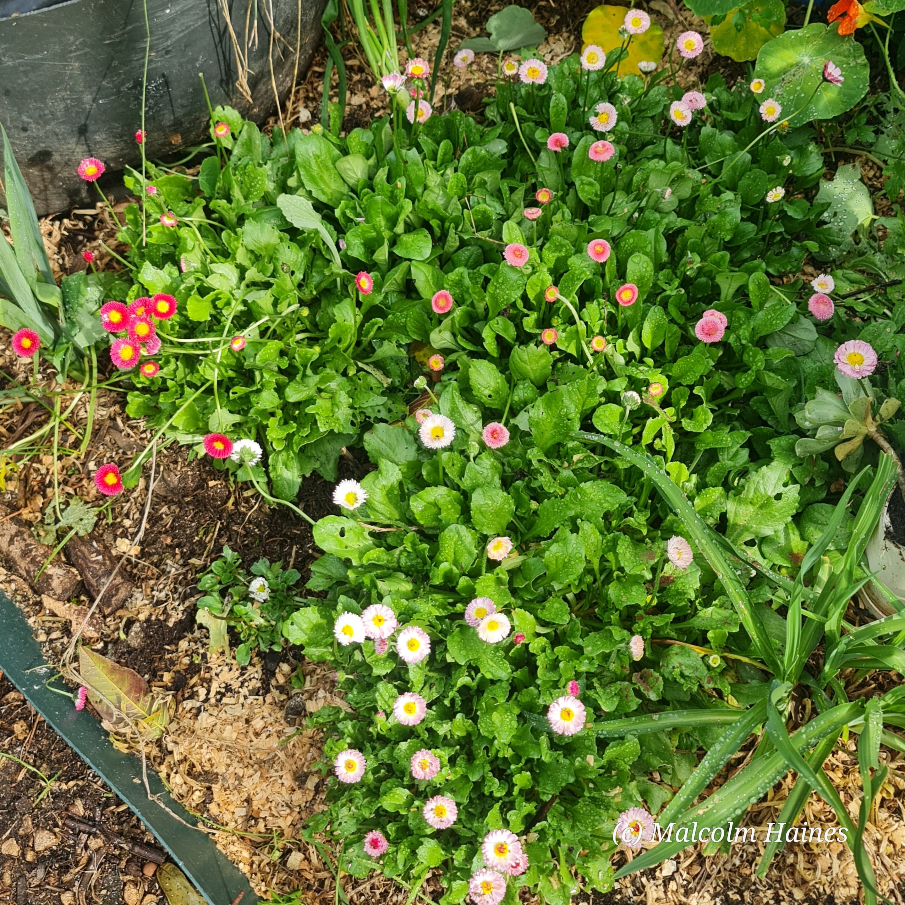 English daisies in full force!