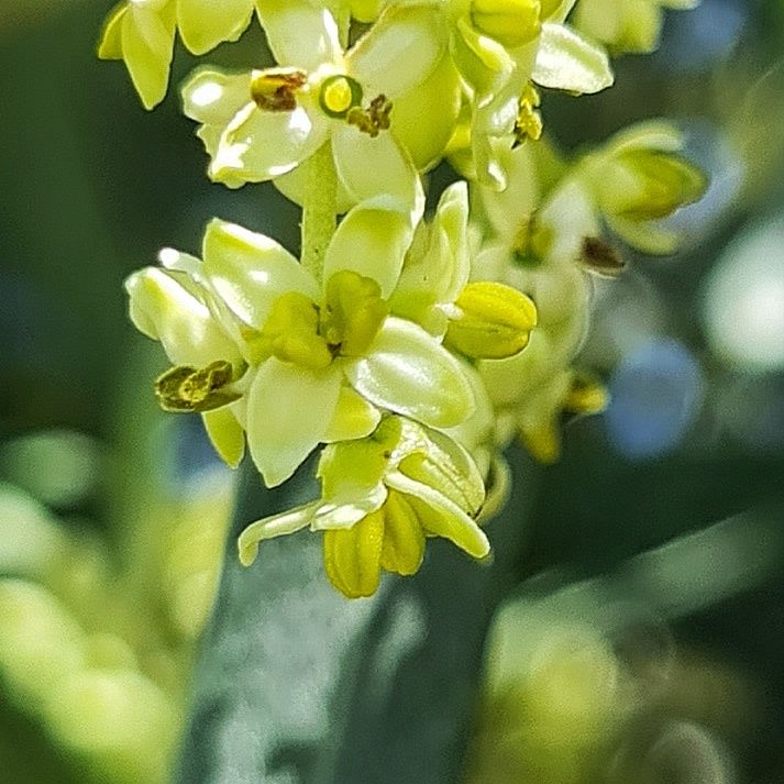 Olive flowers in close-up