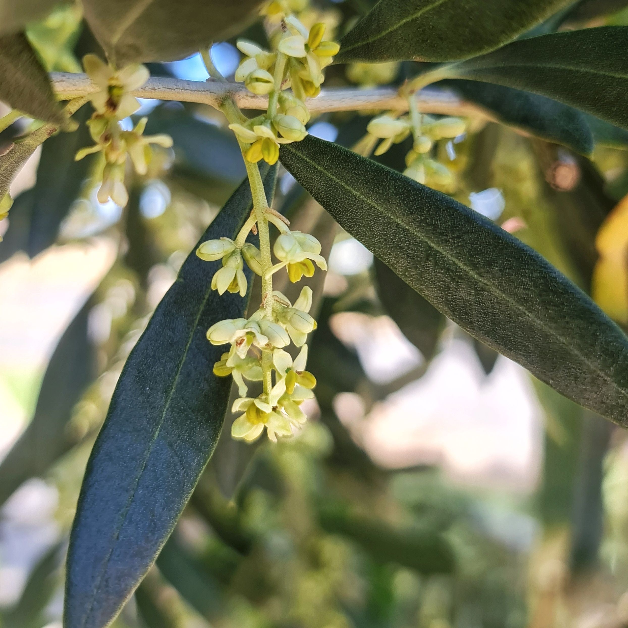 A nice cluster of Olive flowers.