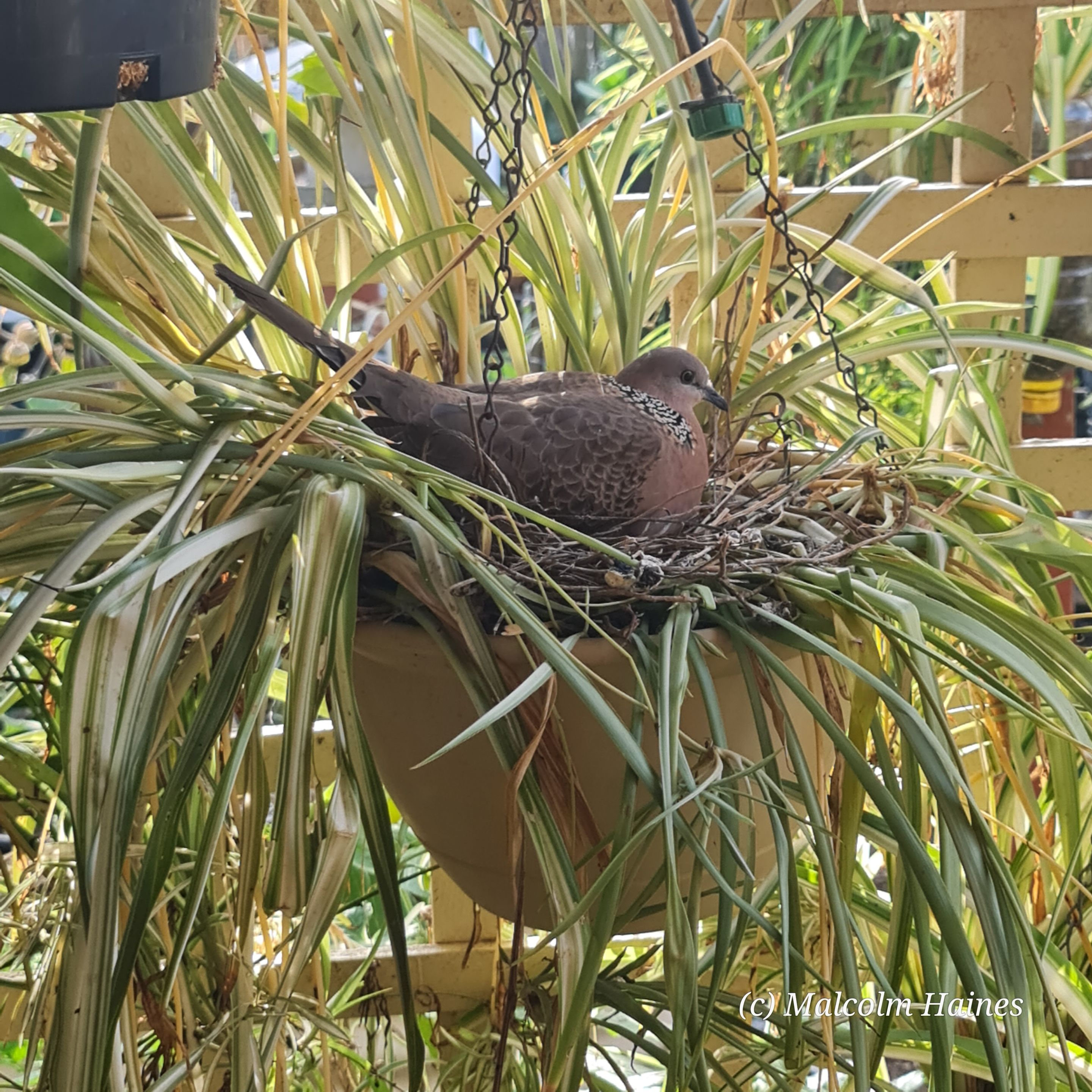 Mamma Dove by the front door. Maybe she likes to listen to the TV?