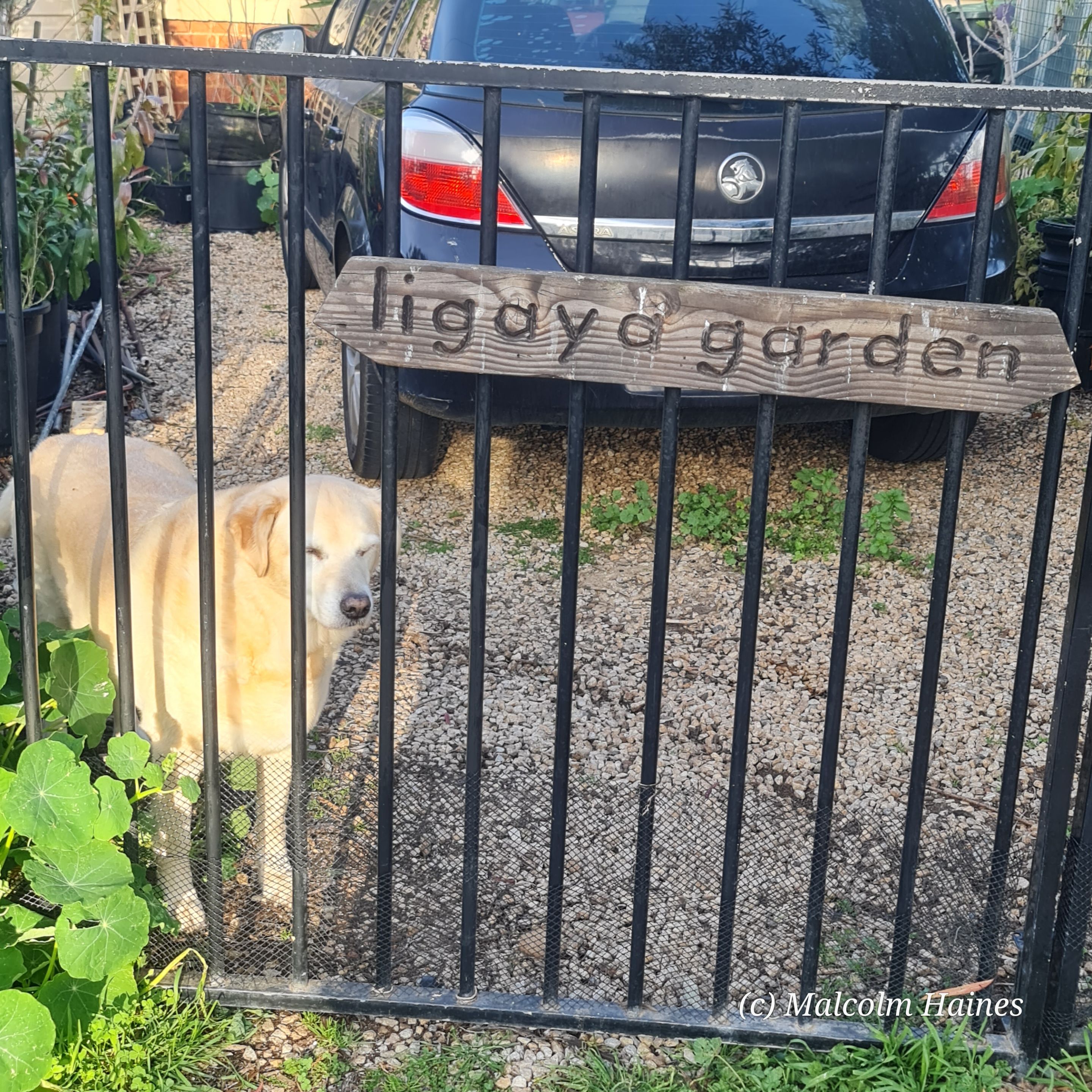Athena is always welcoming you to our garden. 
