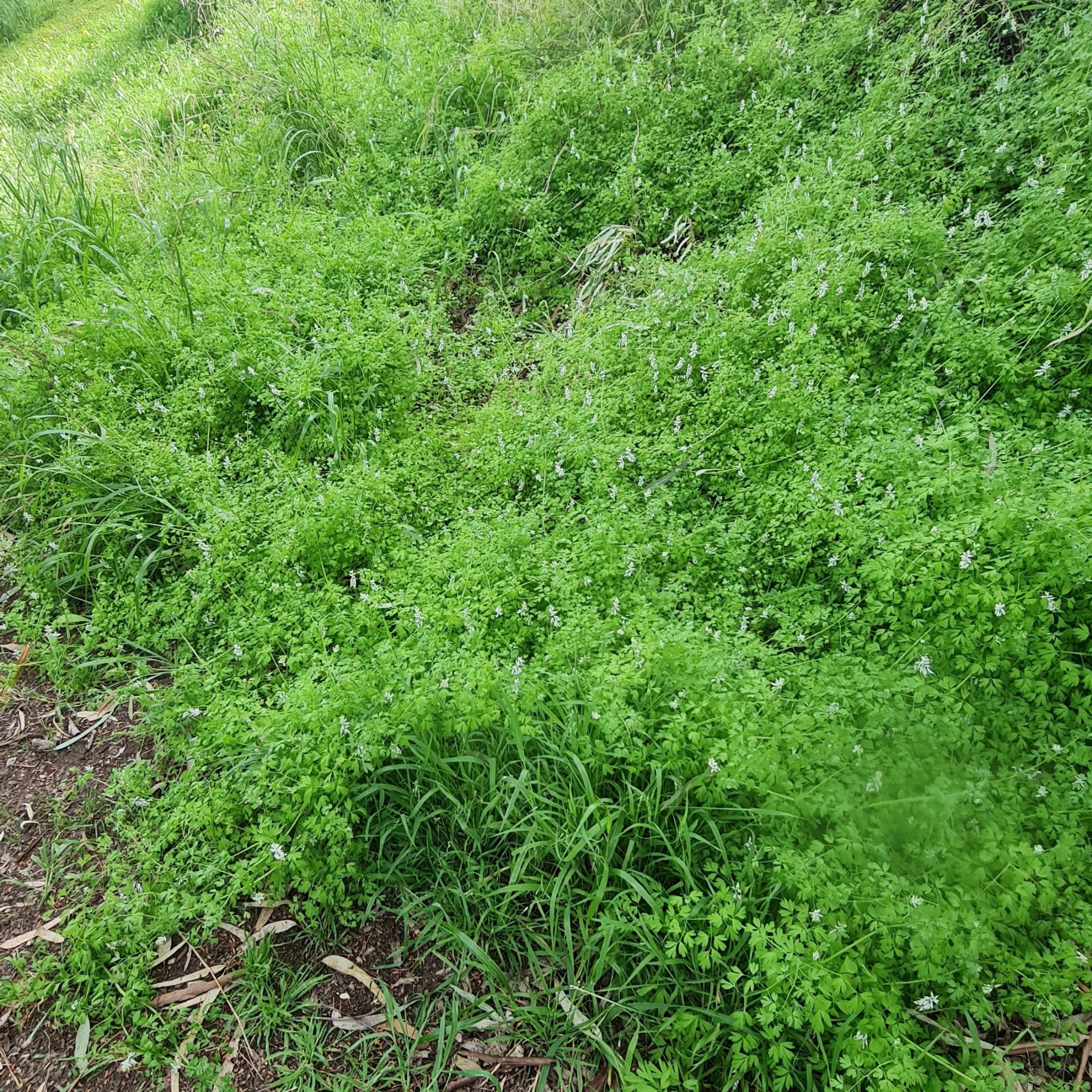 Fumitory can really take over an area!