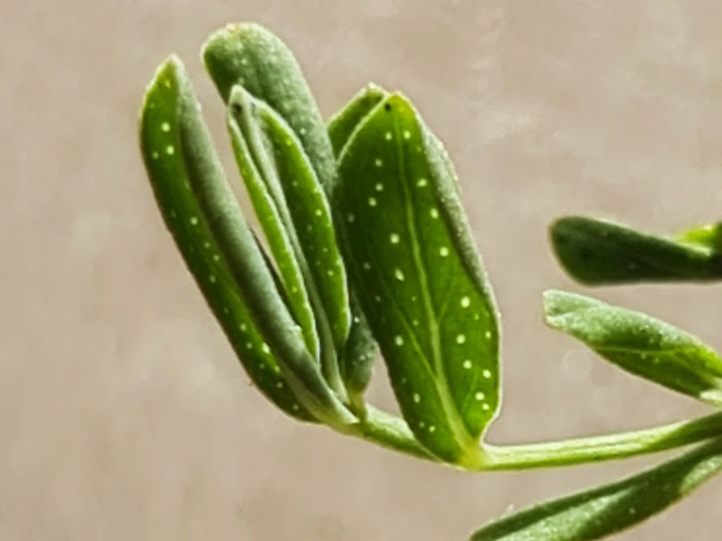 Transparent oil glands dot the leaves.