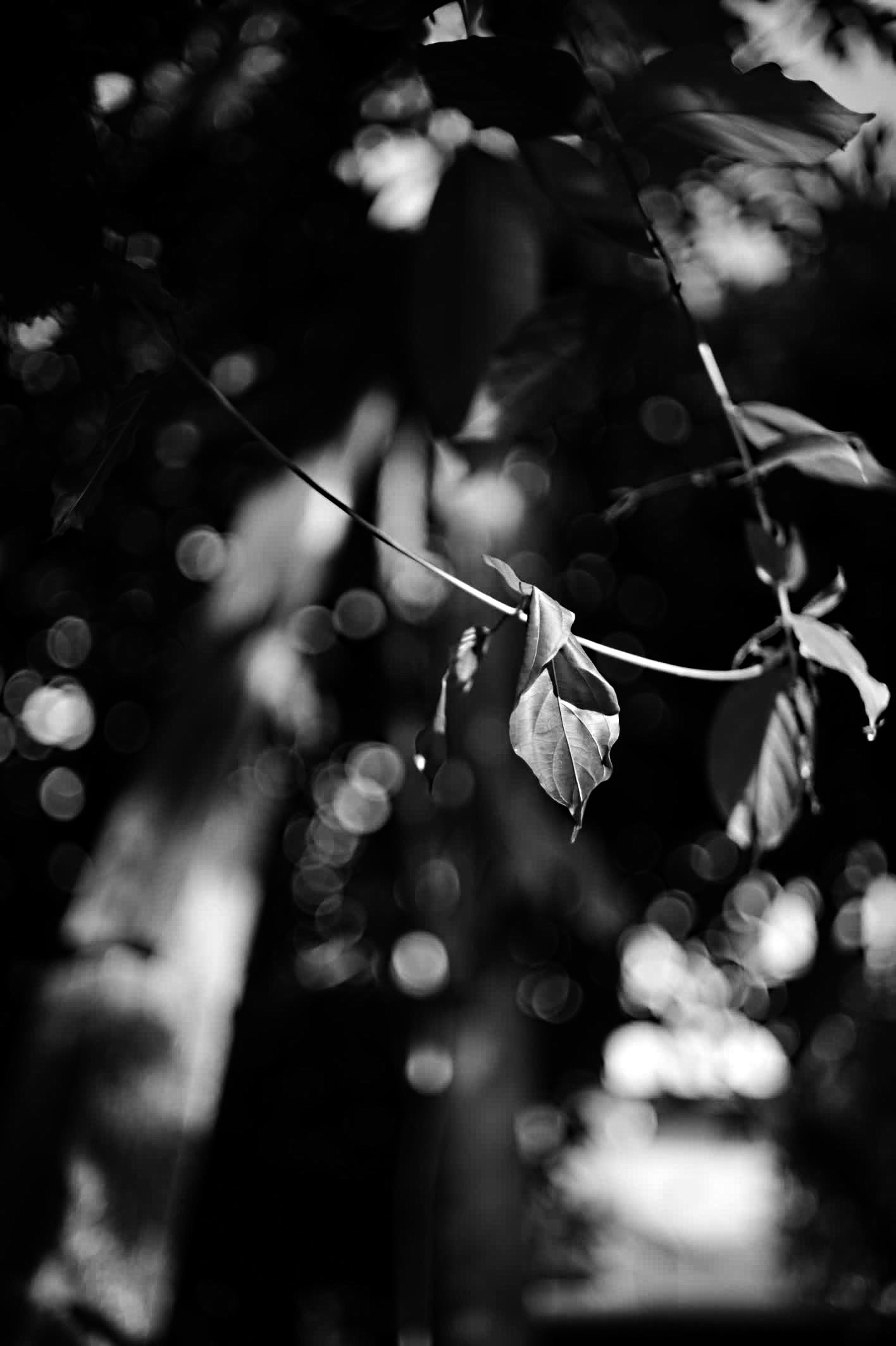 Leaves with pole