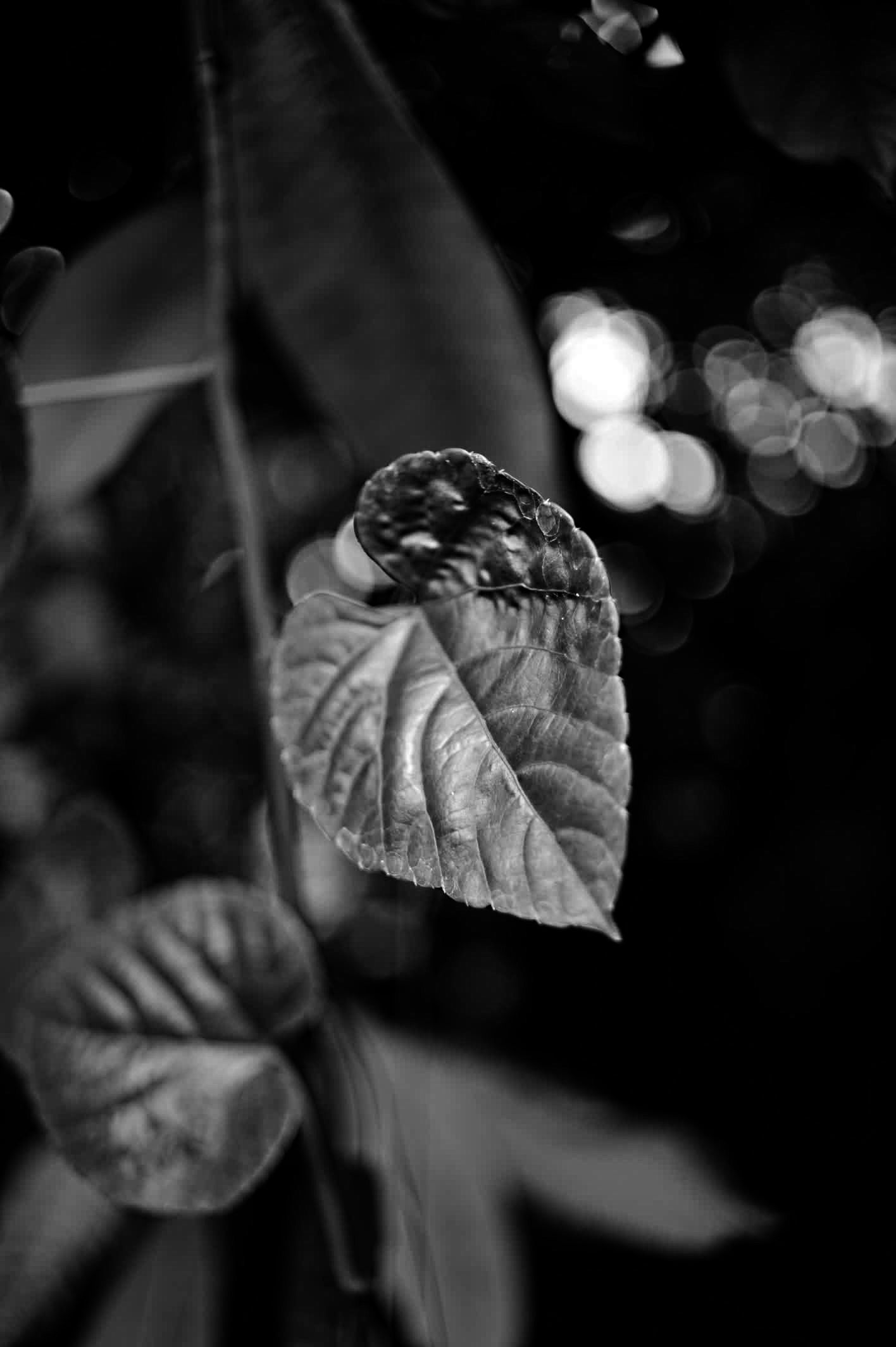 Abother leaf