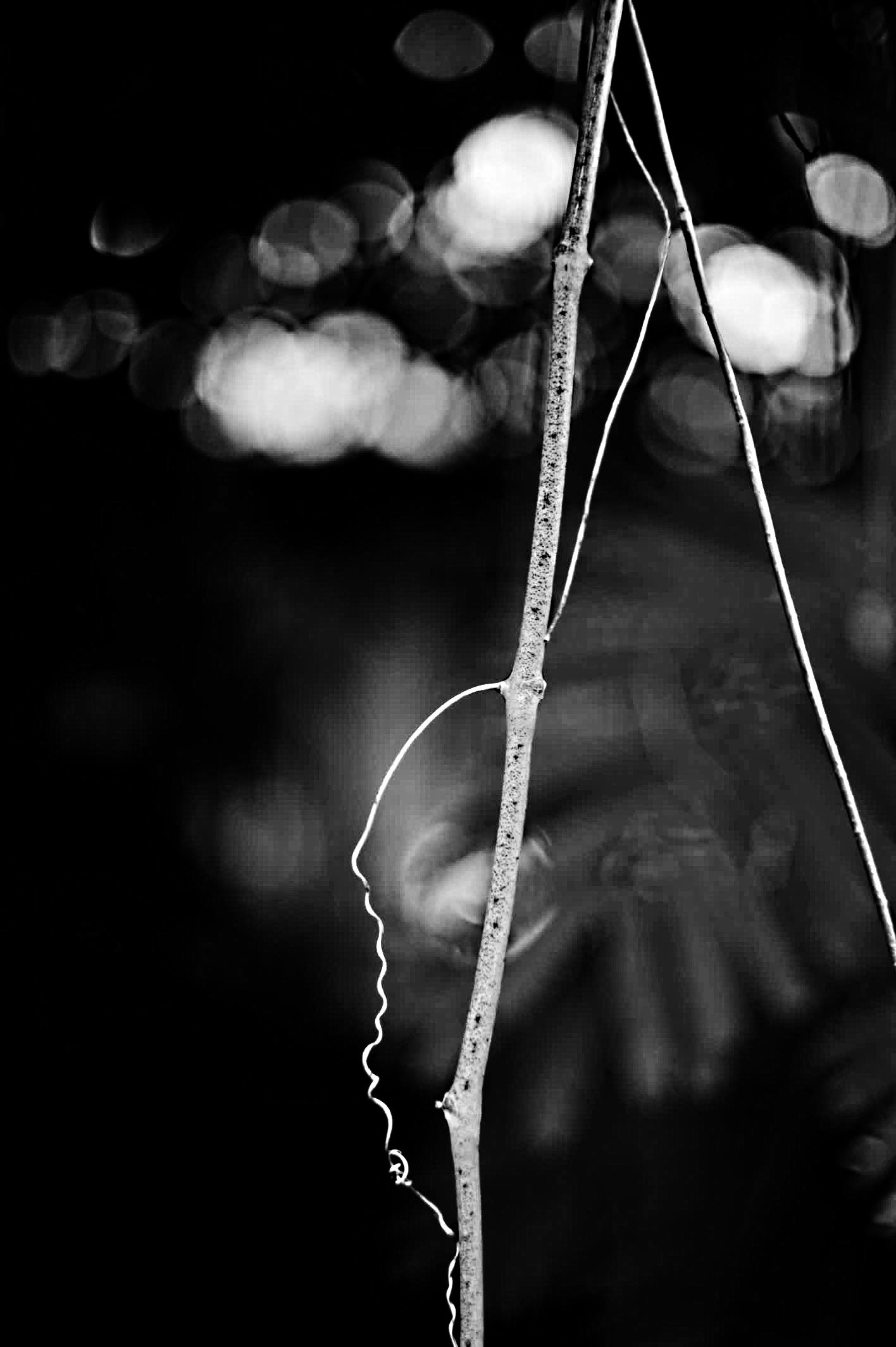 A twig?