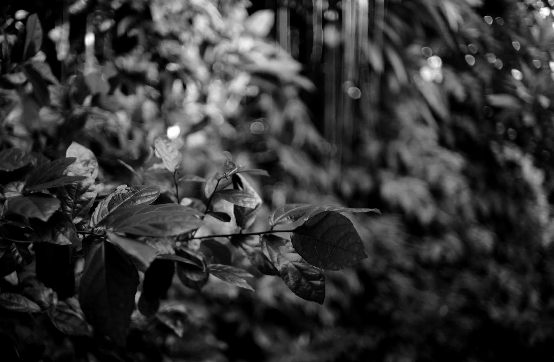 Looks like a jungle