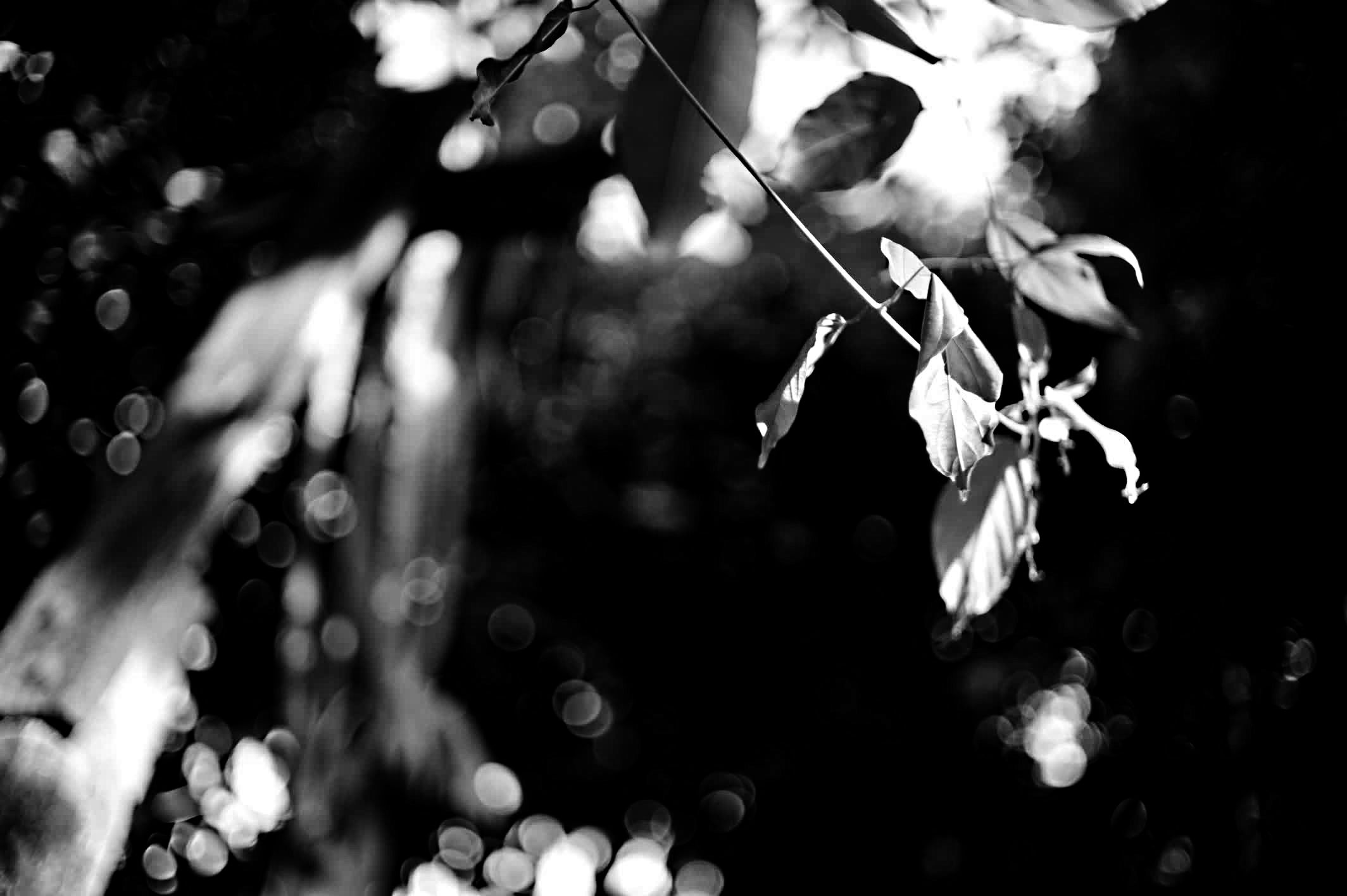 Leaves with pole
