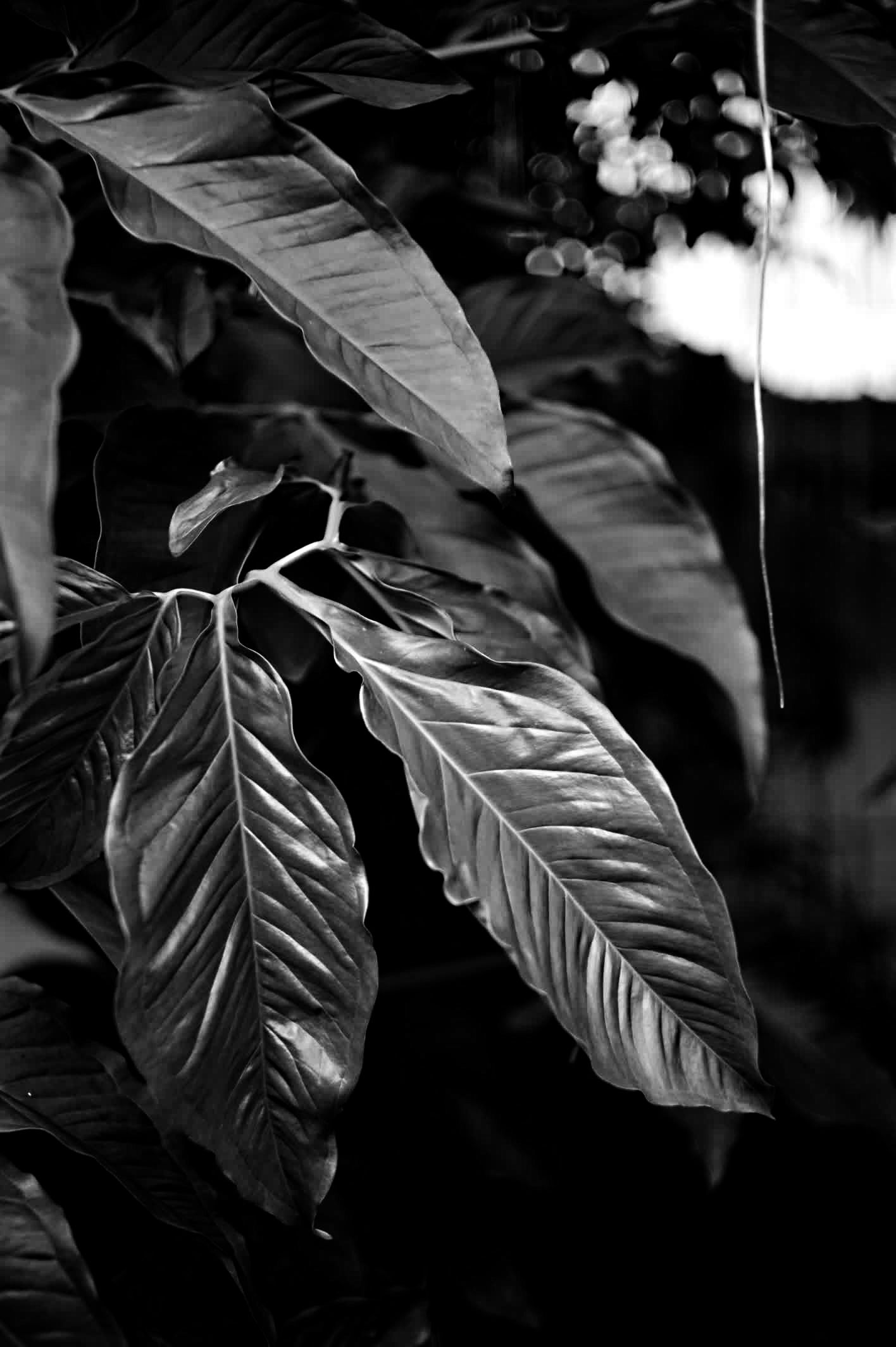 Deep green leaves