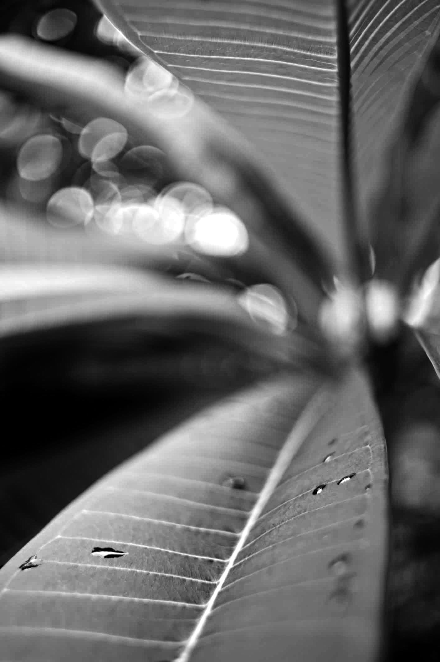 Water droplets on a leaf