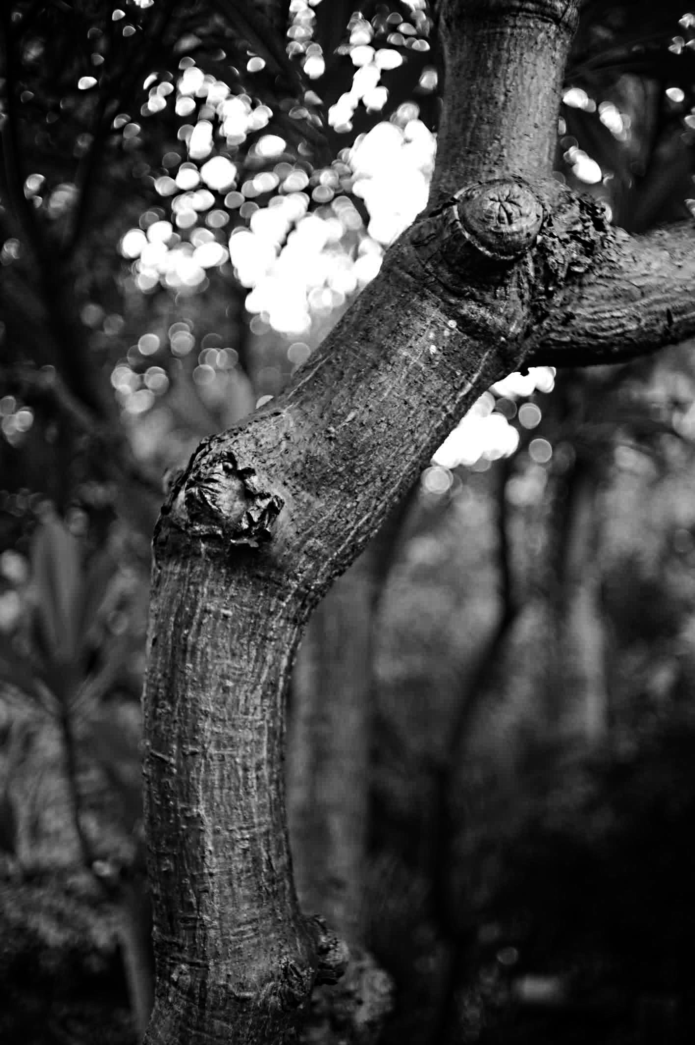 Tree trunk