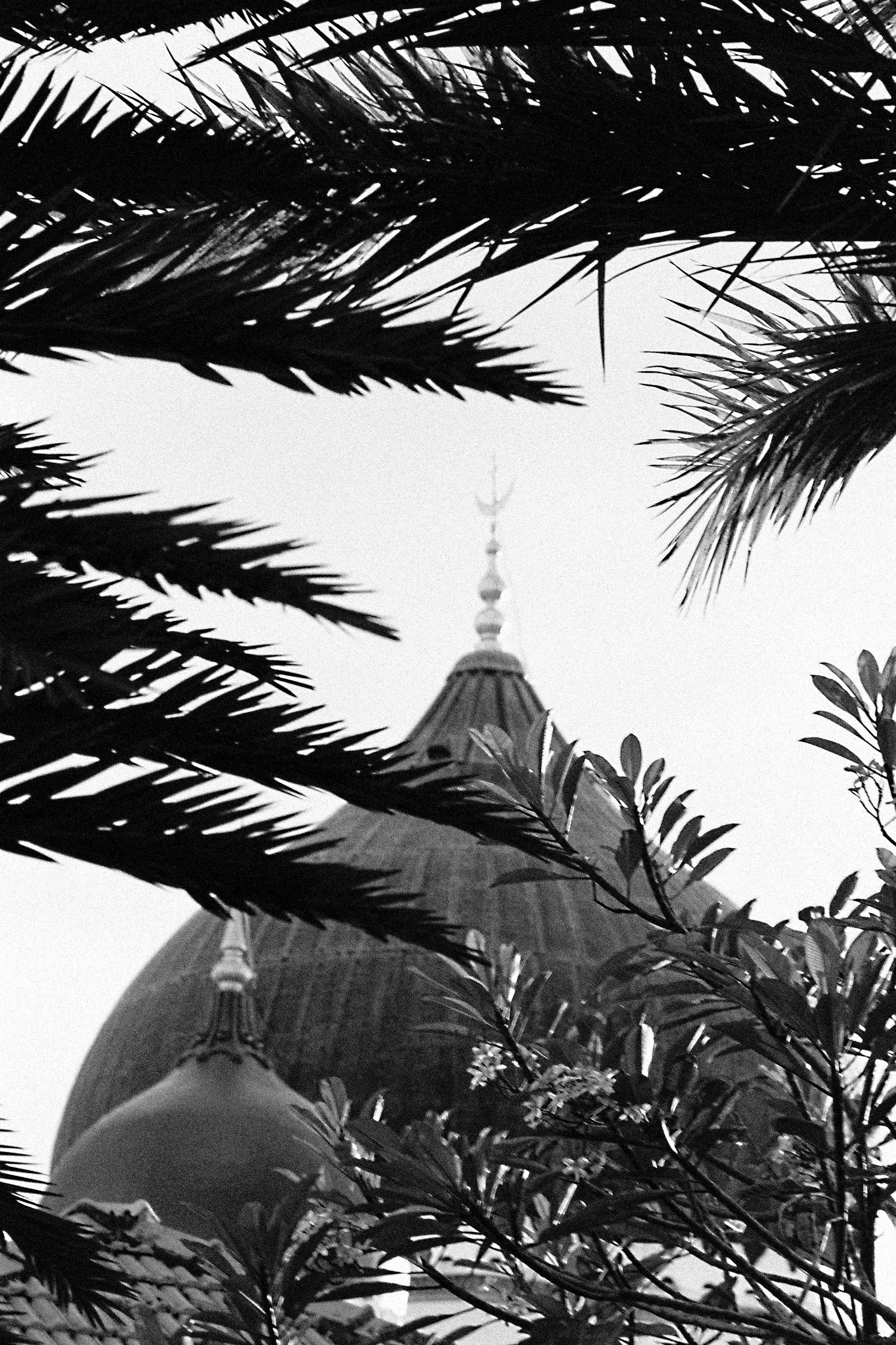 Mosque behind palms