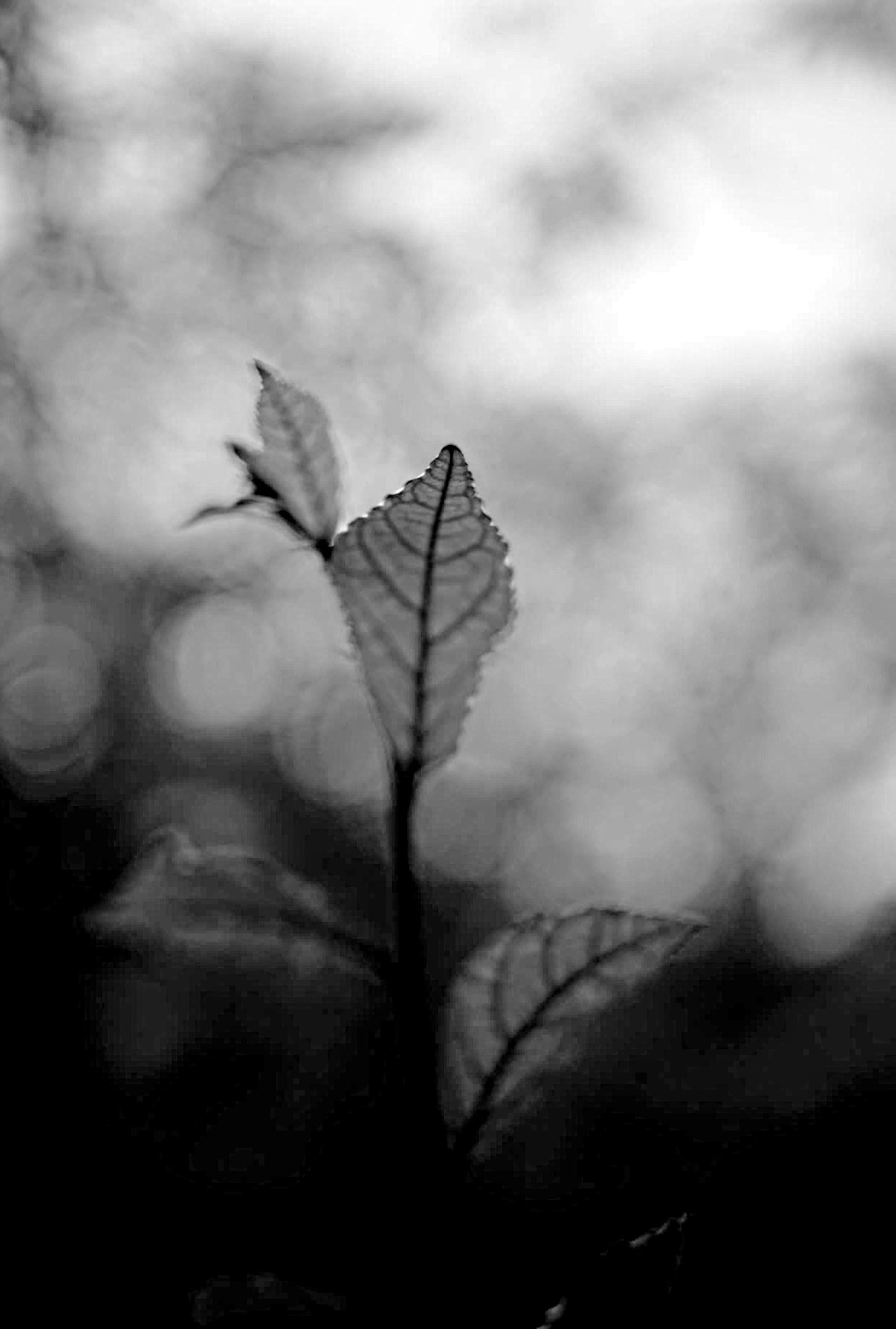 Just a leaf