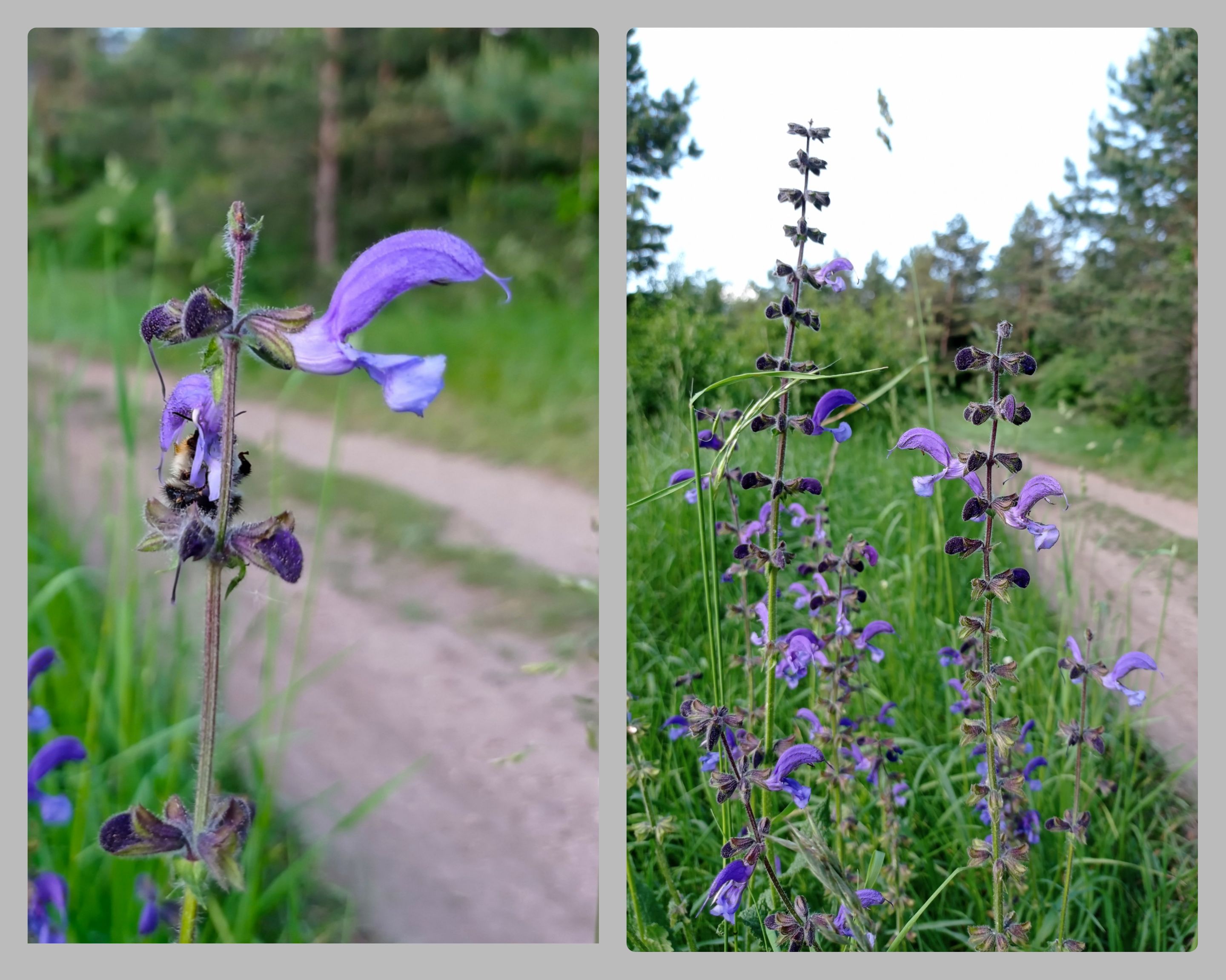 CollageMaker_20210622_225200459.jpg