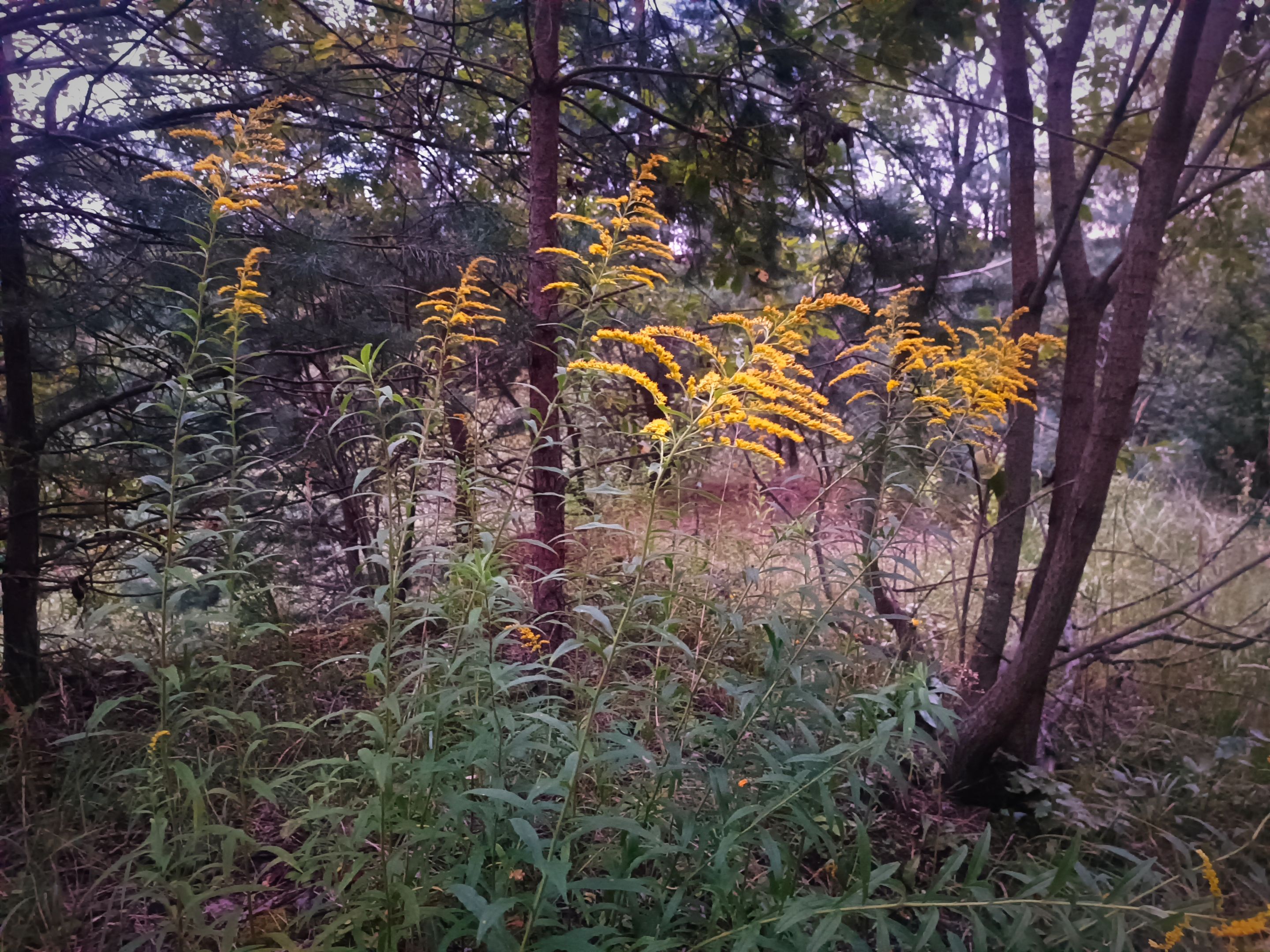 IMG_20250901_171410.jpg