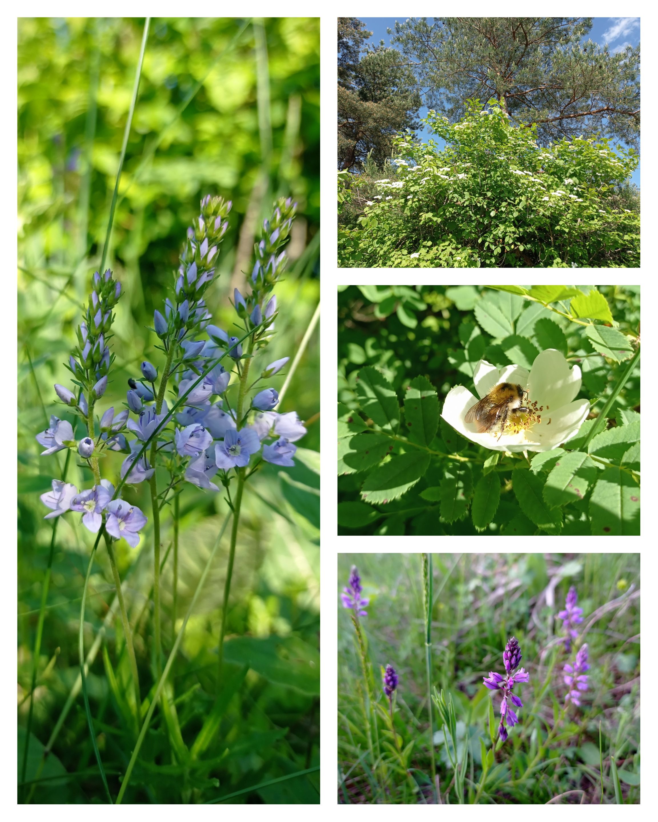 CollageMaker_20210622_195228930.jpg