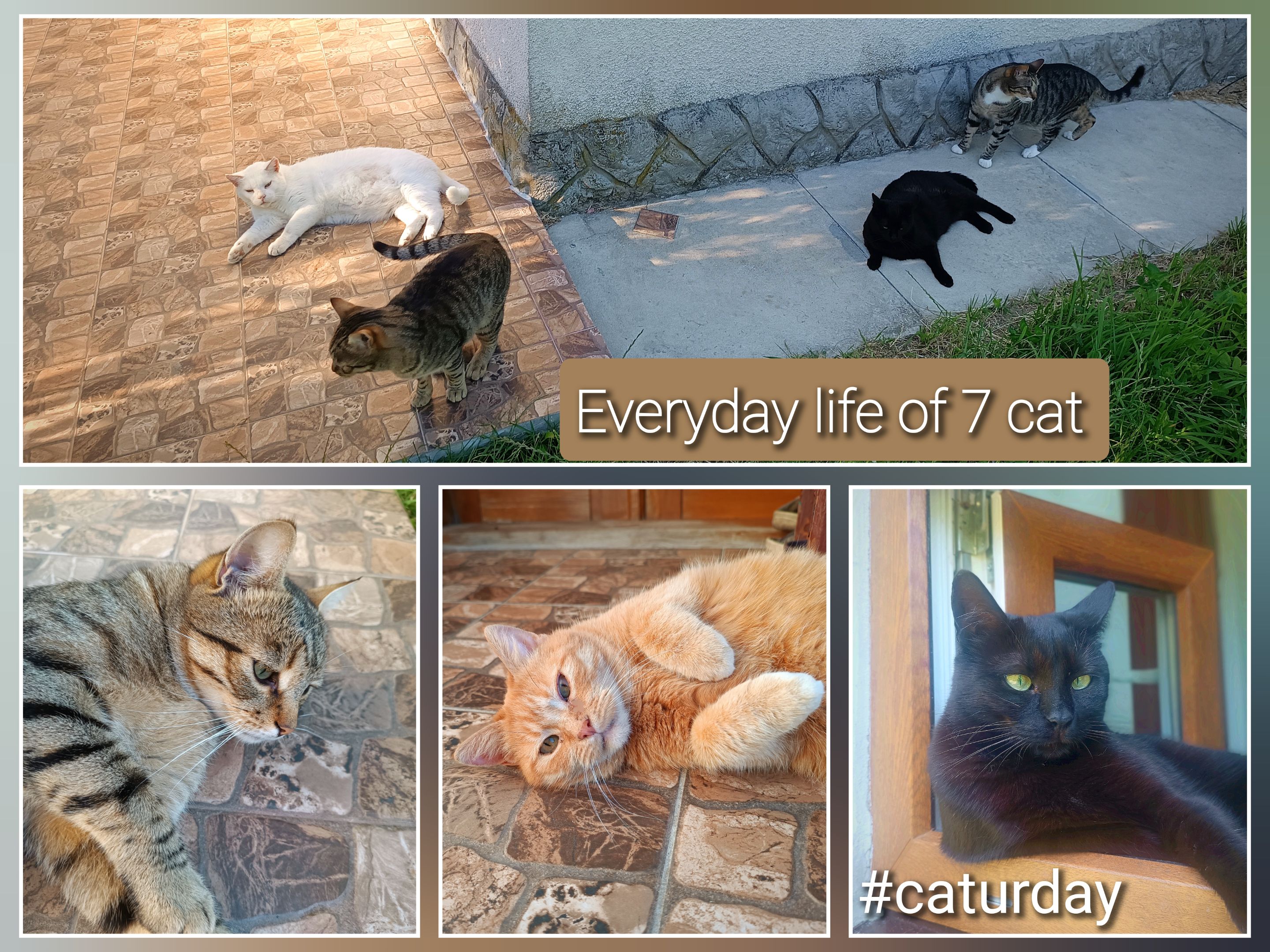 I dream that all my cats are friends 😽