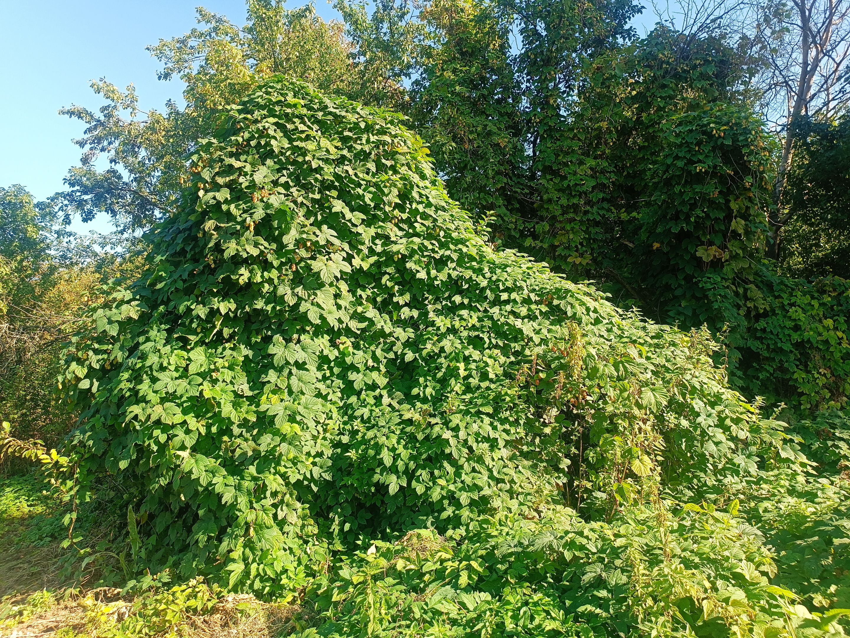 IMG_20250921_150044.jpg