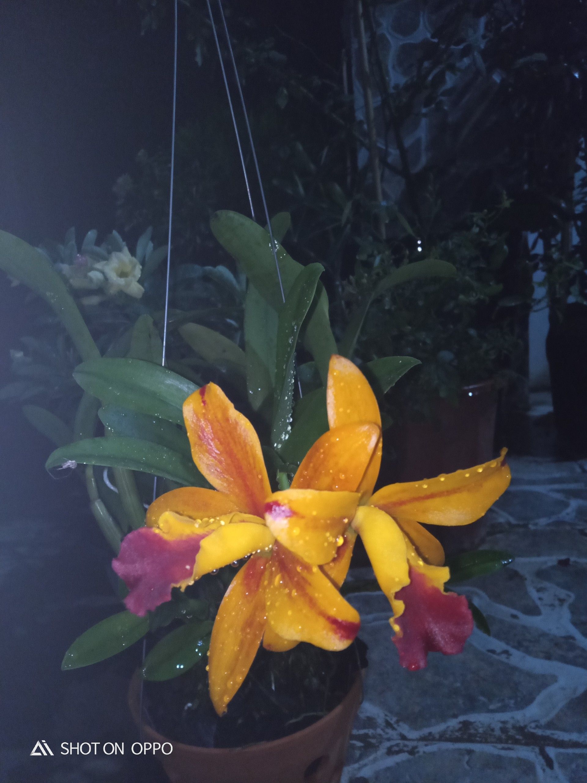 z3027201027117_4e9776fe3dd4d2930d57e8cbd718cdda.jpg