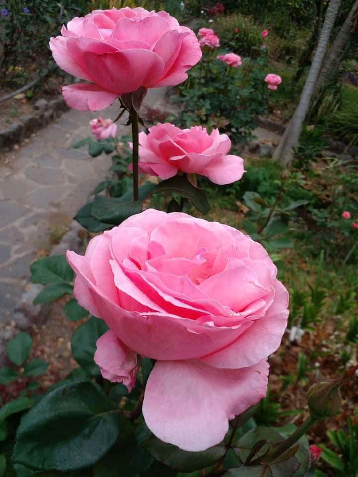 Hola soy Linda Florecita 