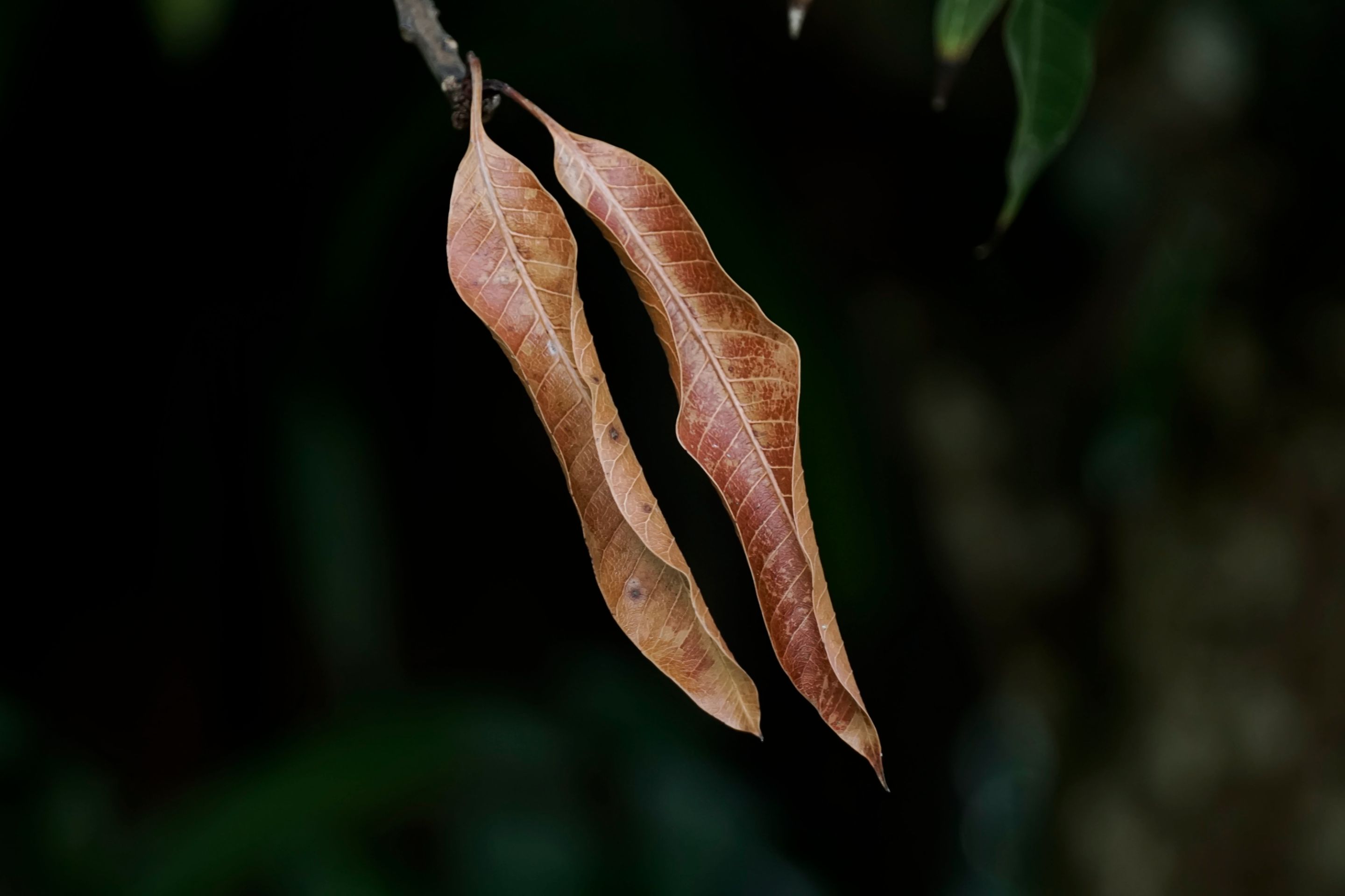 A little more nature. Camera Sony a6000