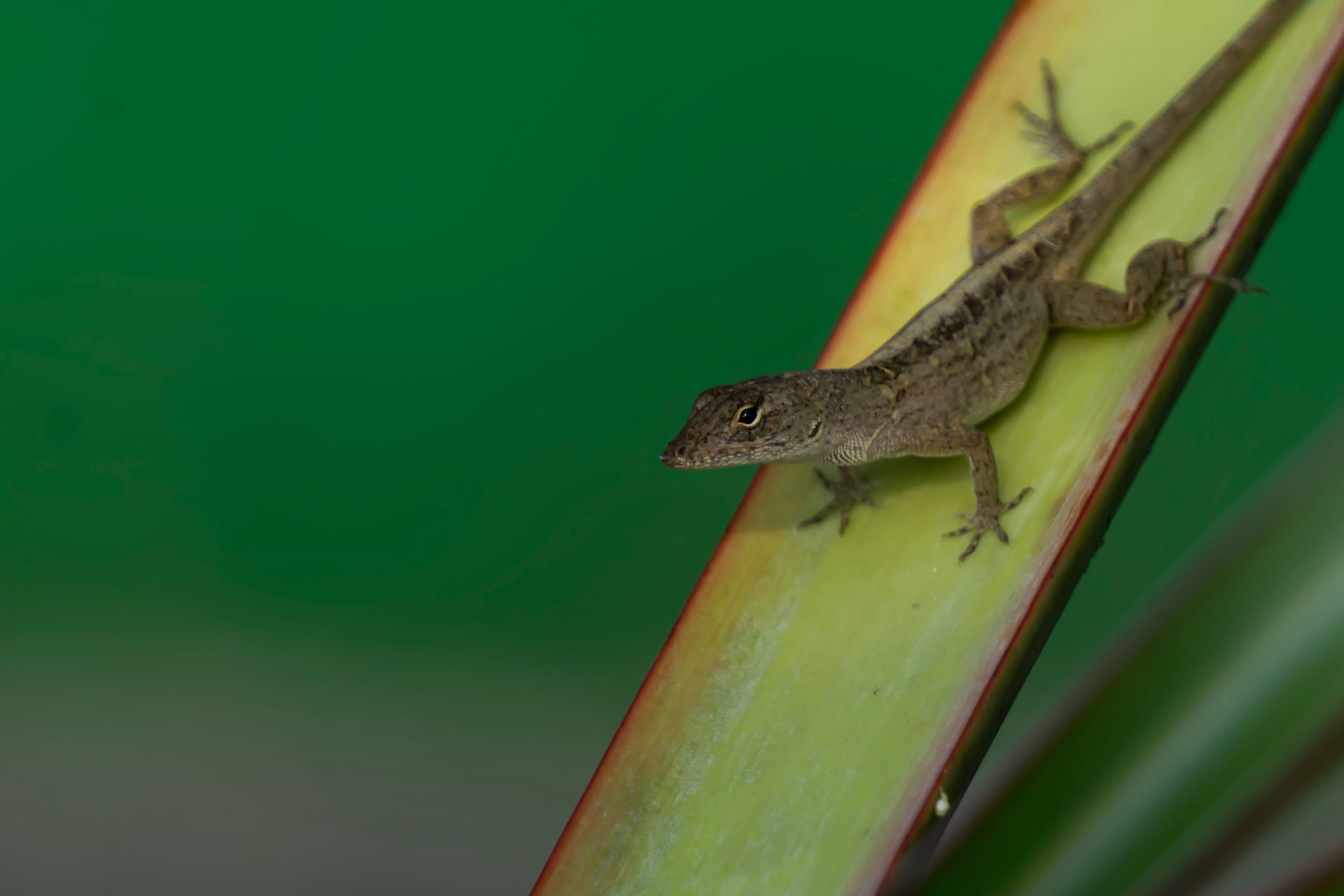 Among my flowers and plants, a lizard appears. Camera Sony a6000