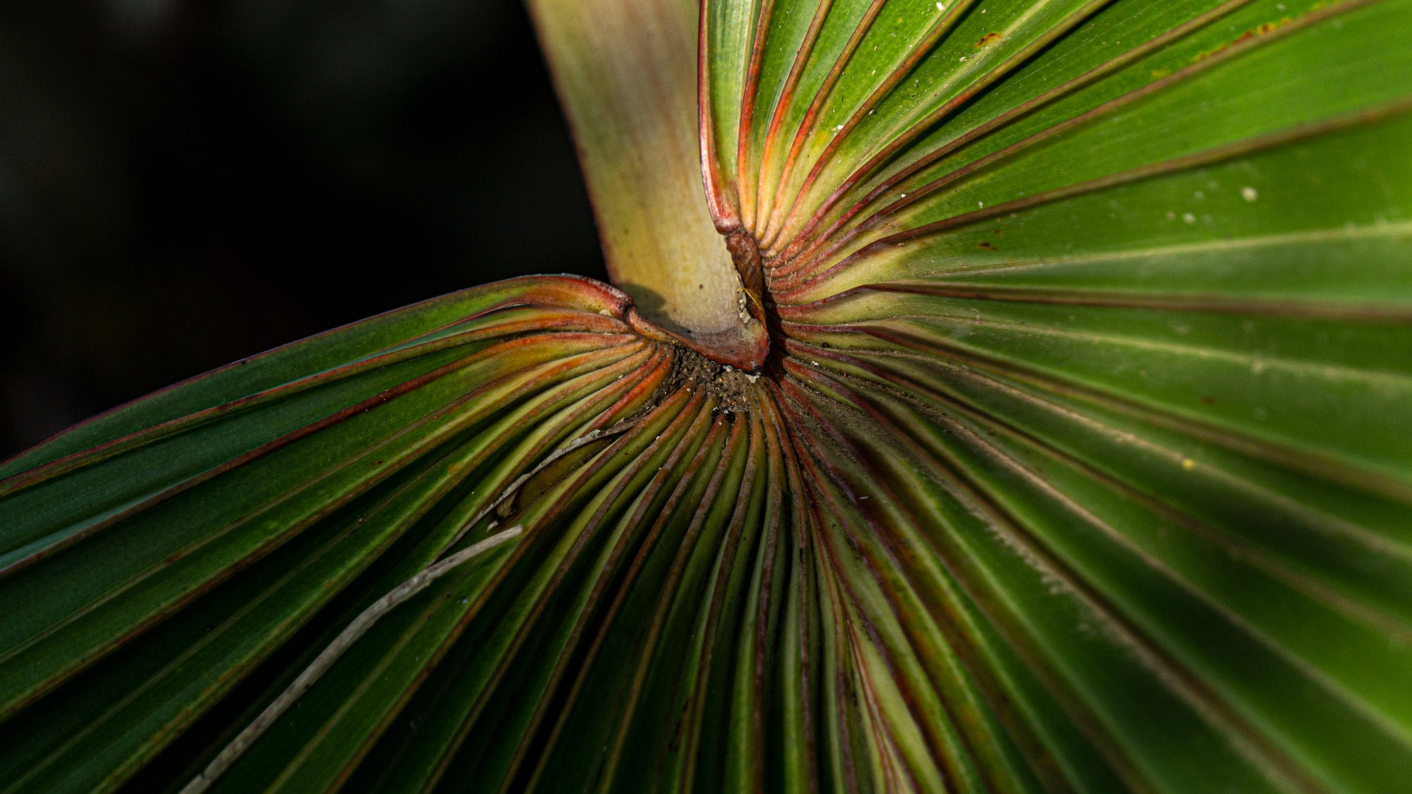 _DSC1046 copia.jpg