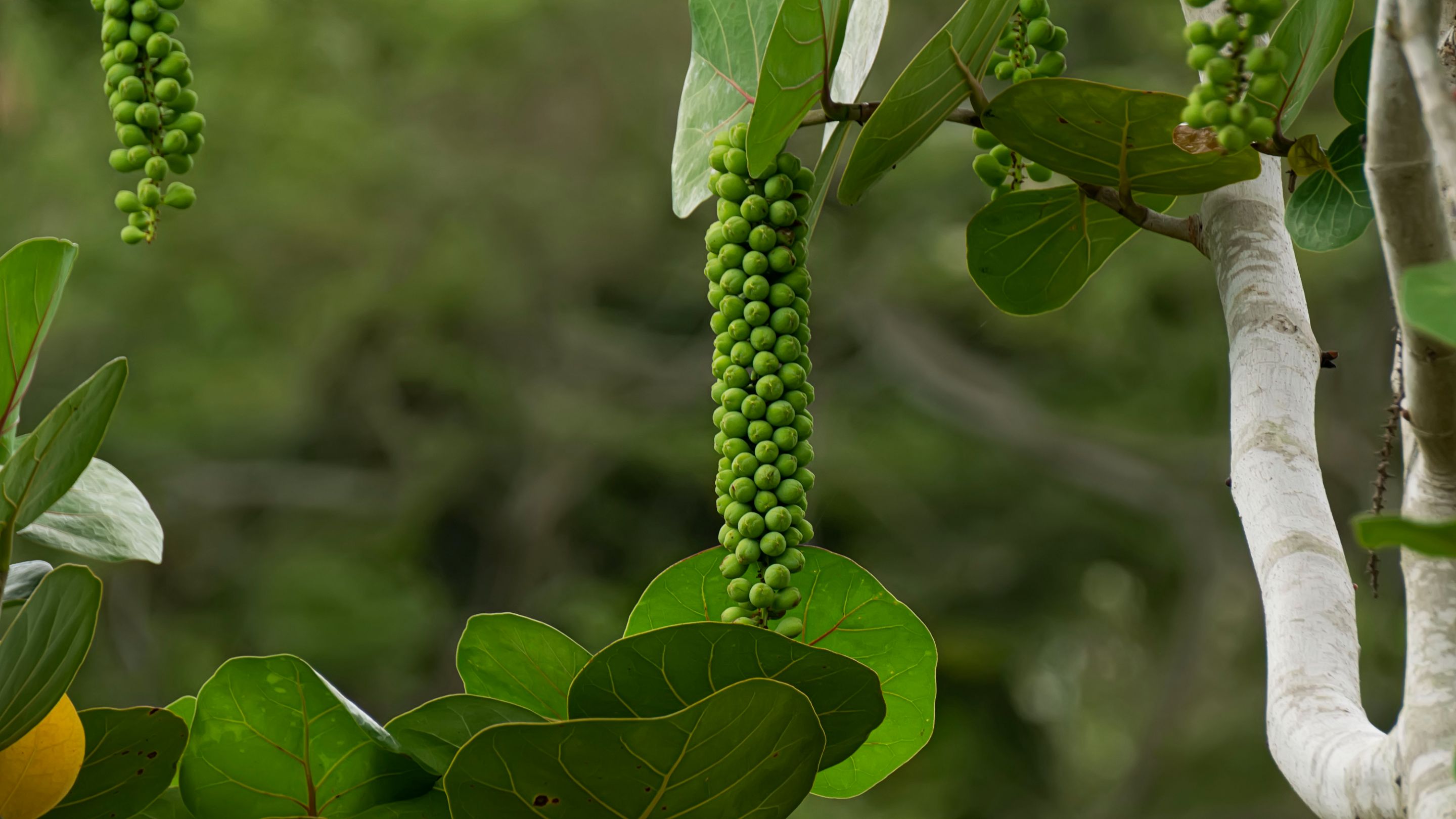 $1