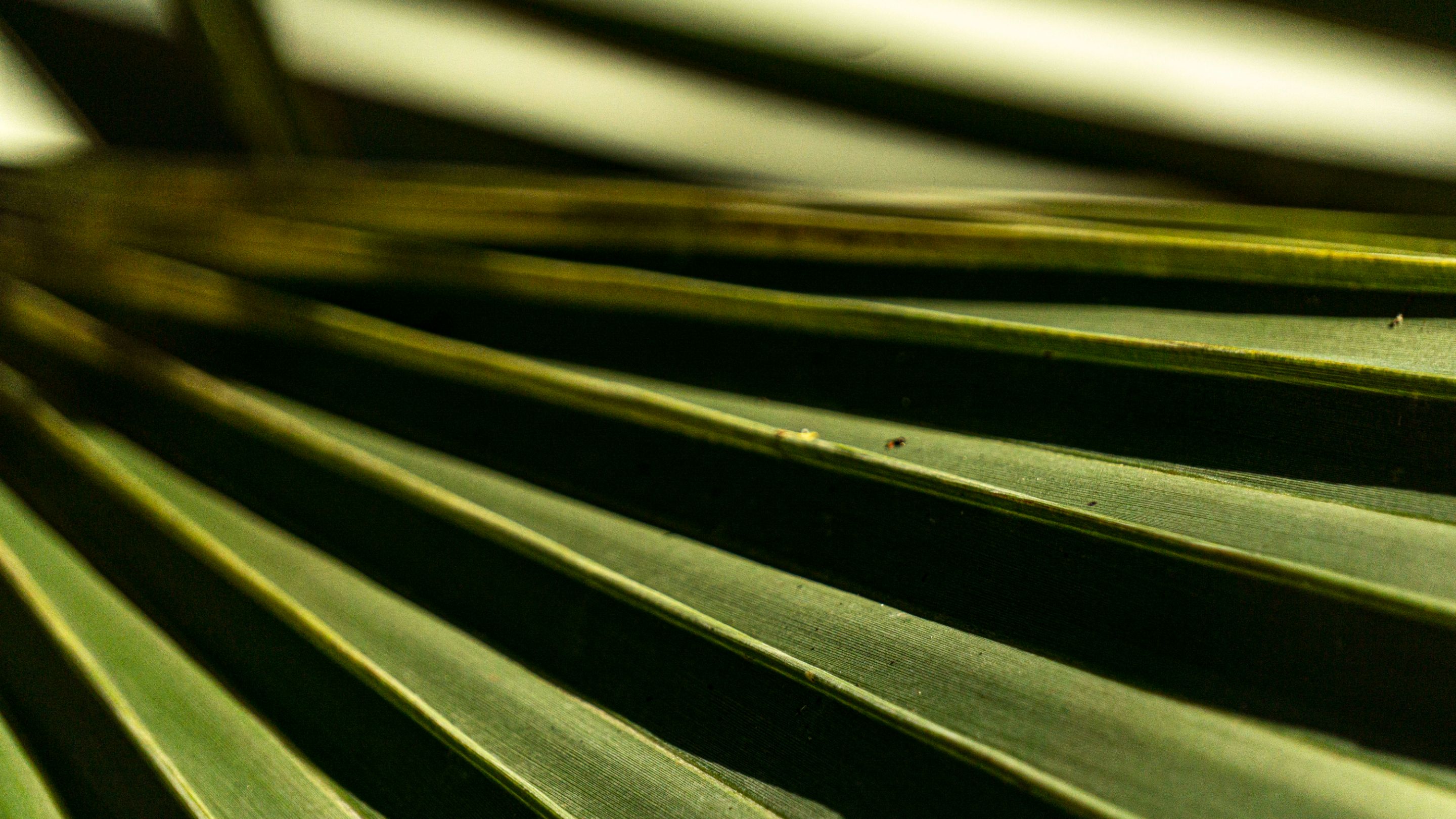 _DSC1082 copia.jpg