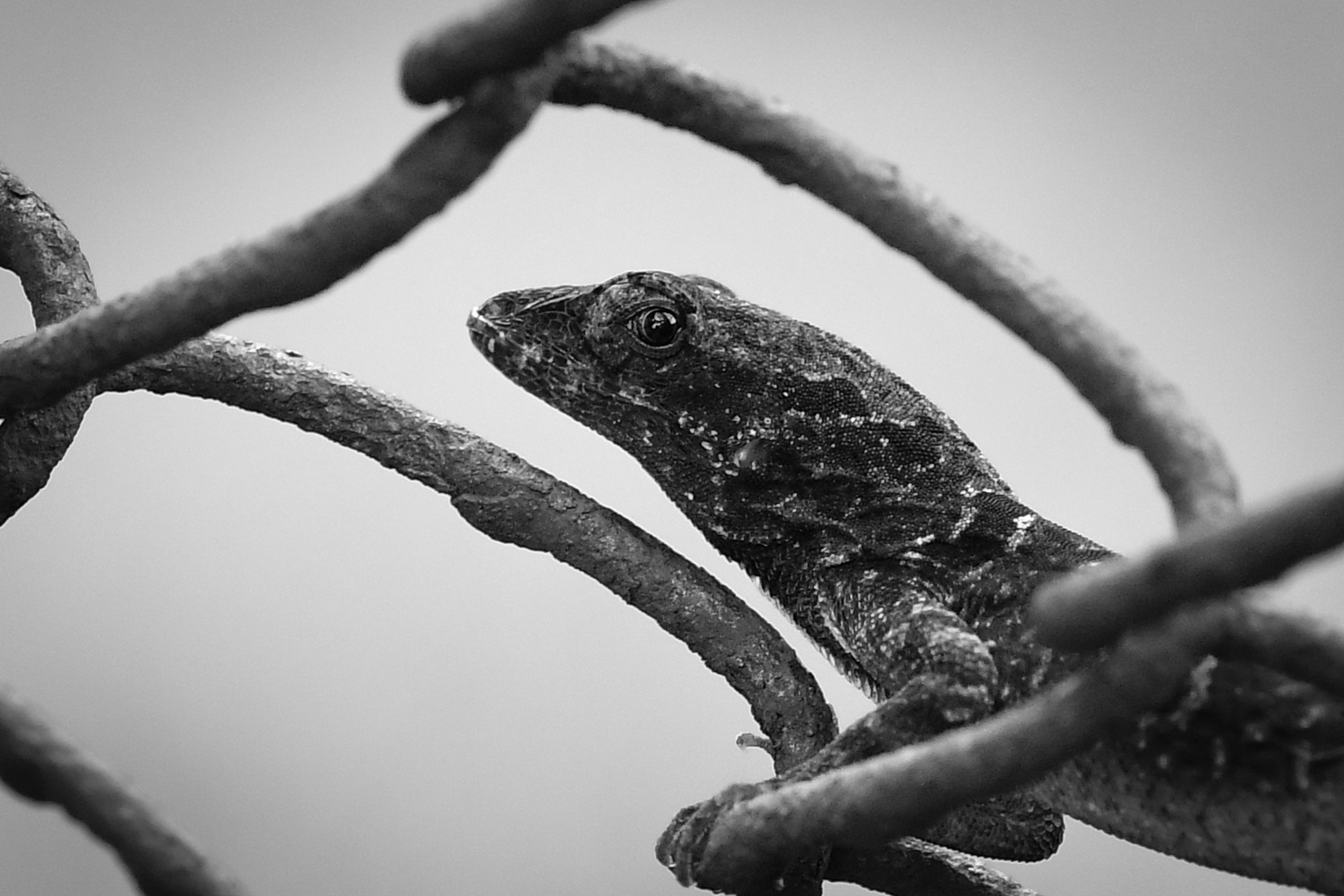 DSC_6707 copia 2.jpg