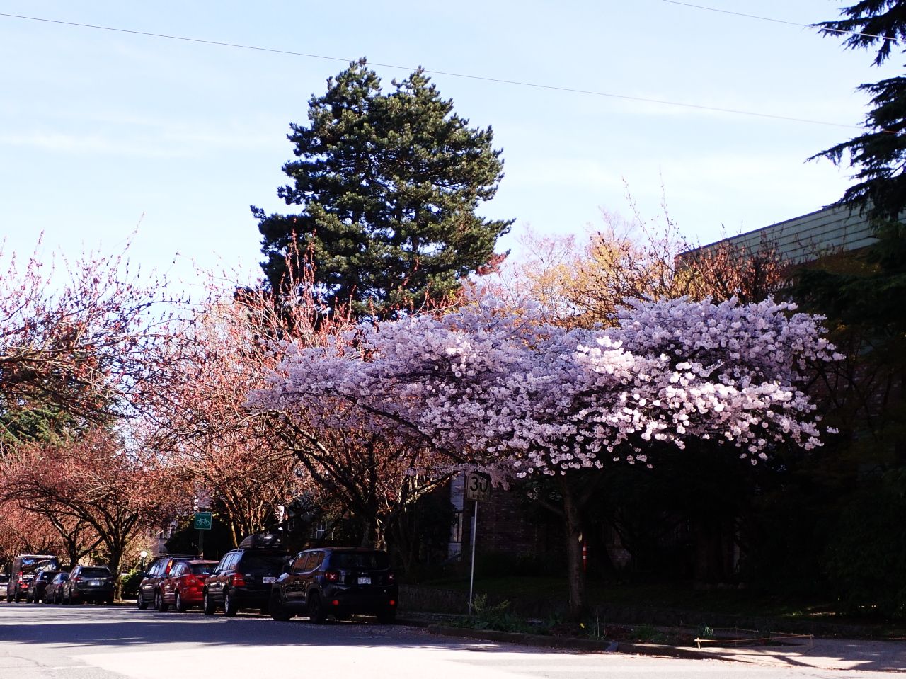 Cherry_Blossoms_Main0001.jpg