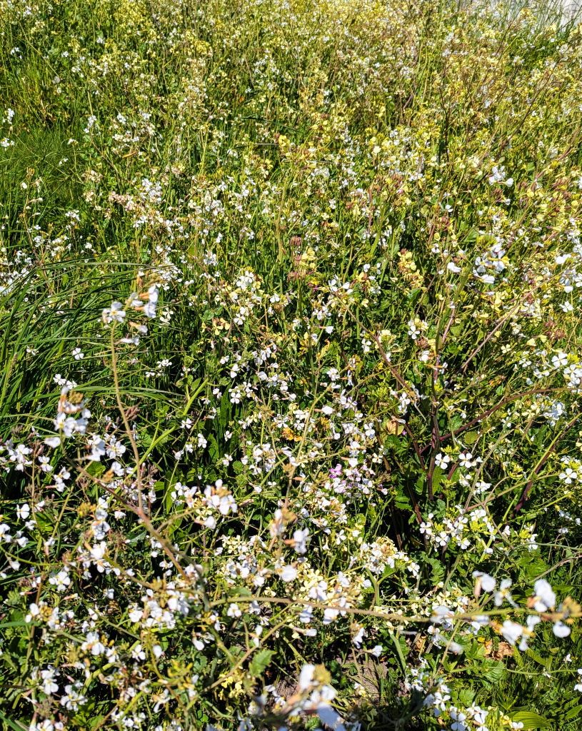 Flowers_Hill.jpg