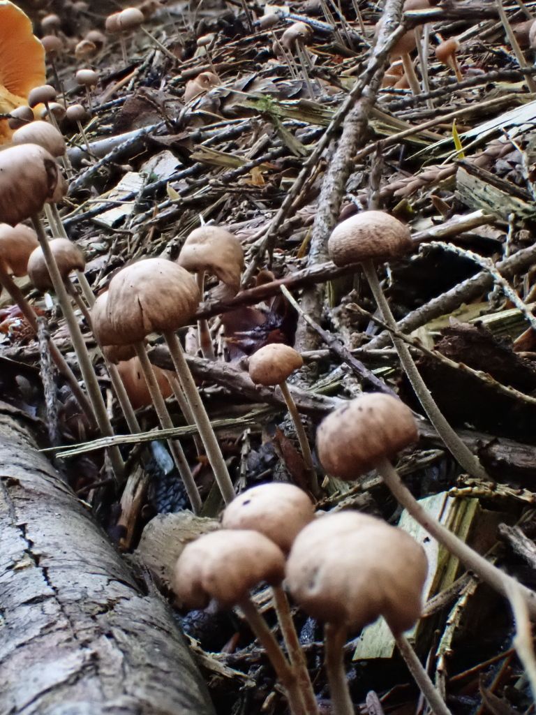 SP_Hike_Fungi03.jpg