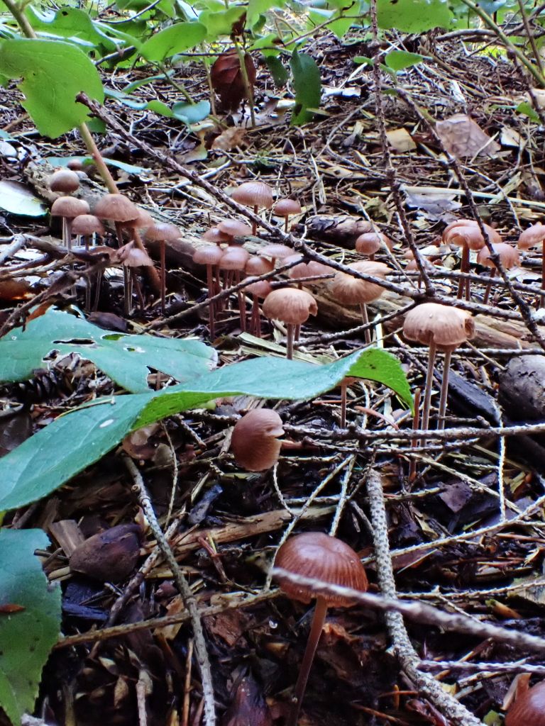 SP_Hike_Fungi04.jpg