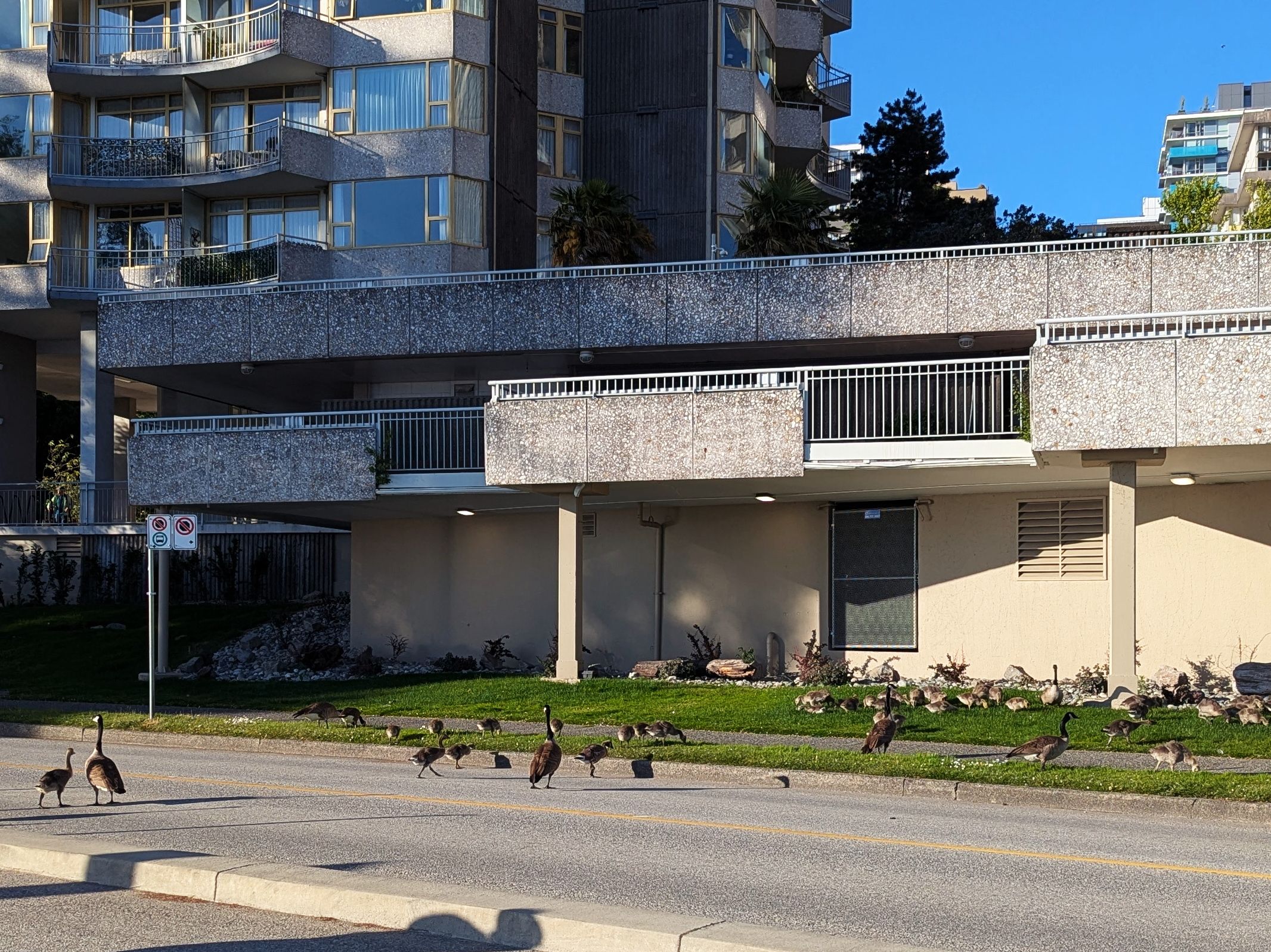 Canada Geese Crossing St04.jpg