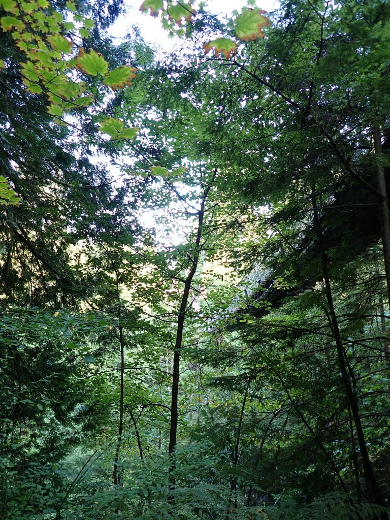 Cap Bridge 3.jpg