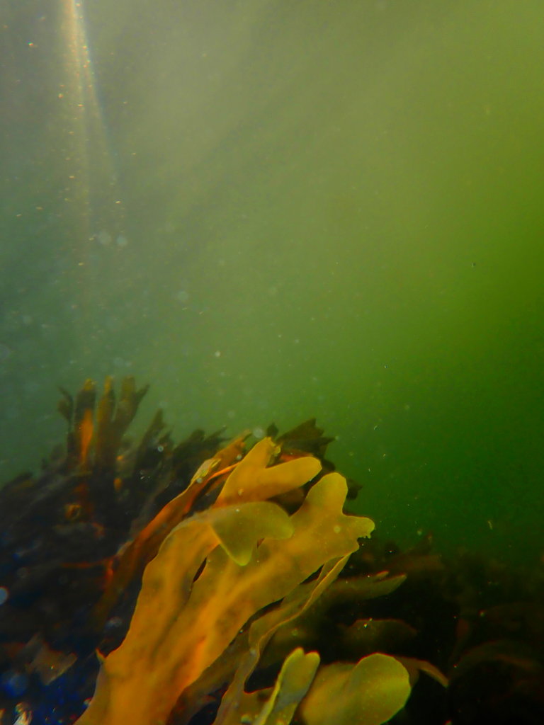 OceanLifeSummer0001.jpg